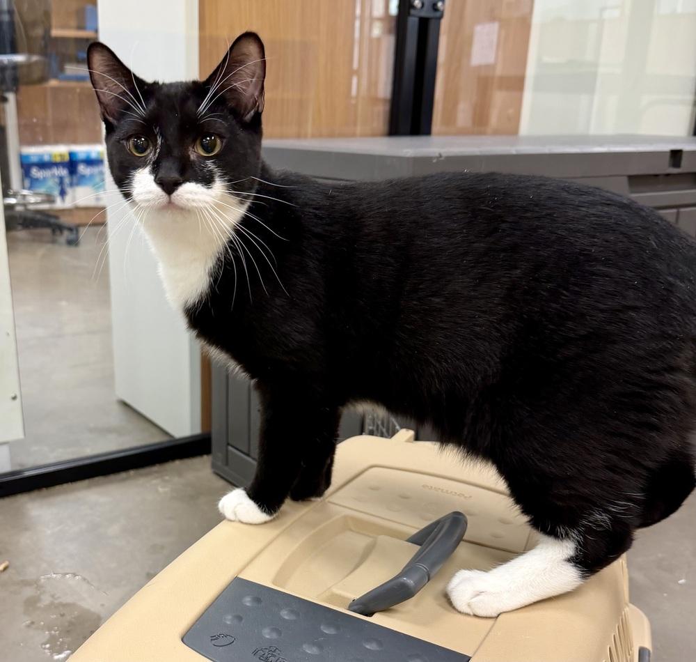 Jimmies (kitten), Adoptable, Kitten Male Domestic Short Hair.