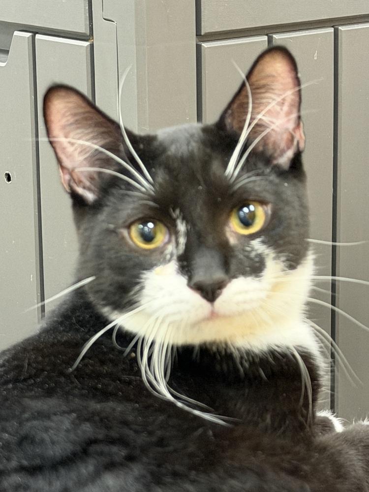 Enlarge Jimmies (kitten), a Adoptable Domestic Short Hair in Cary, NC image 2/2