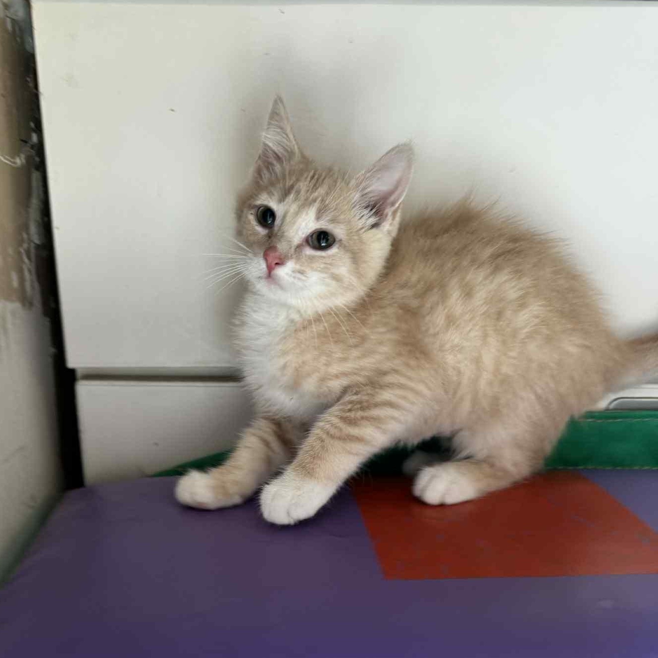 Bugle, Baby Male Domestic Short Hair