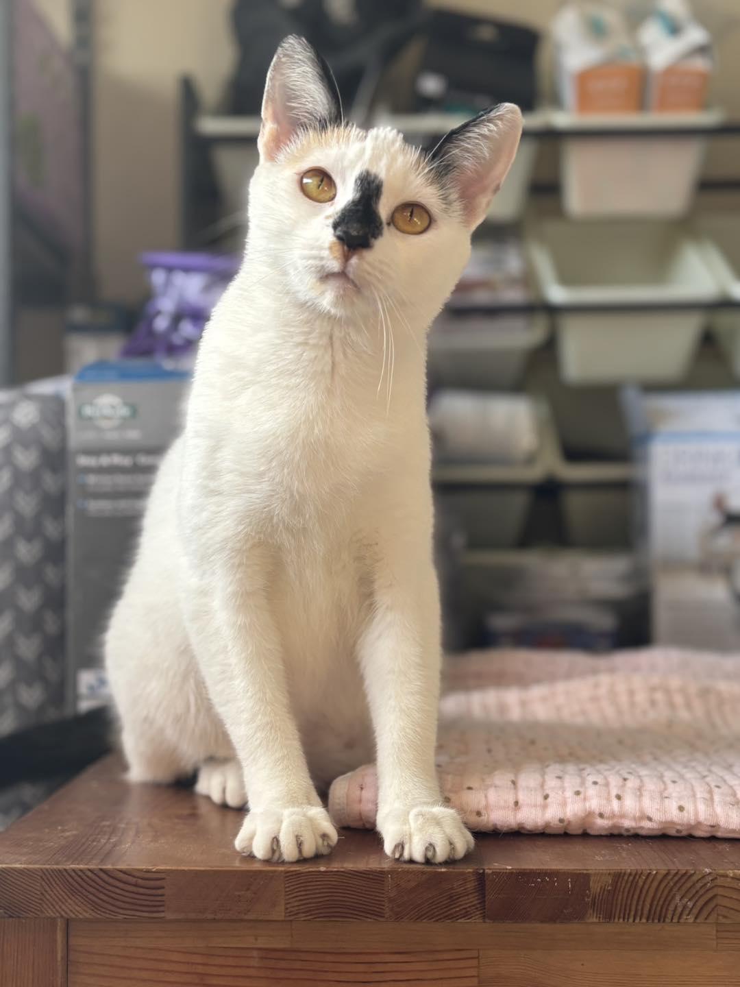 Bee, adopted, Young Female Domestic Short Hair.