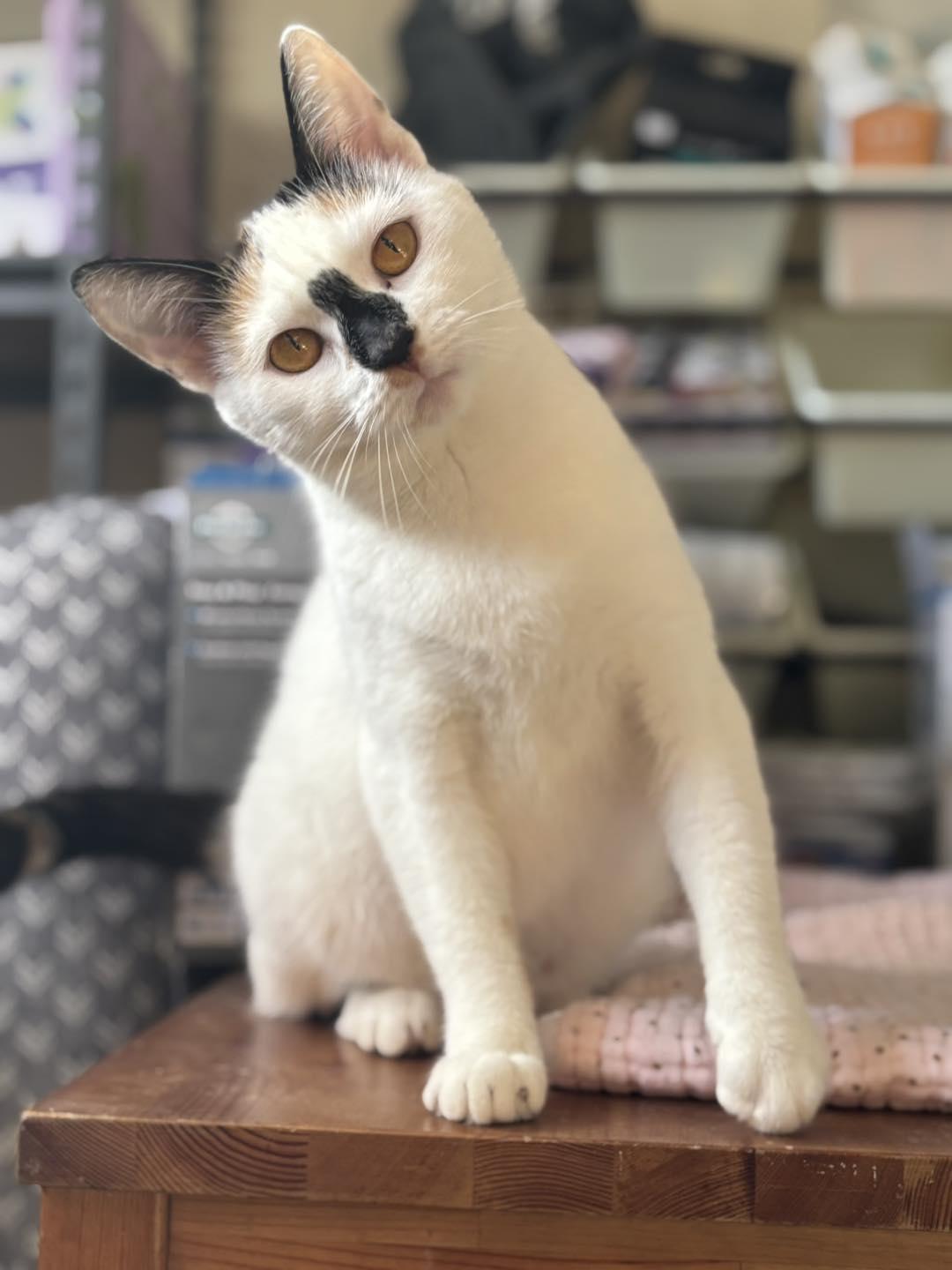 Enlarge Bee, an adopted Domestic Short Hair in Markham, ON image 2/5