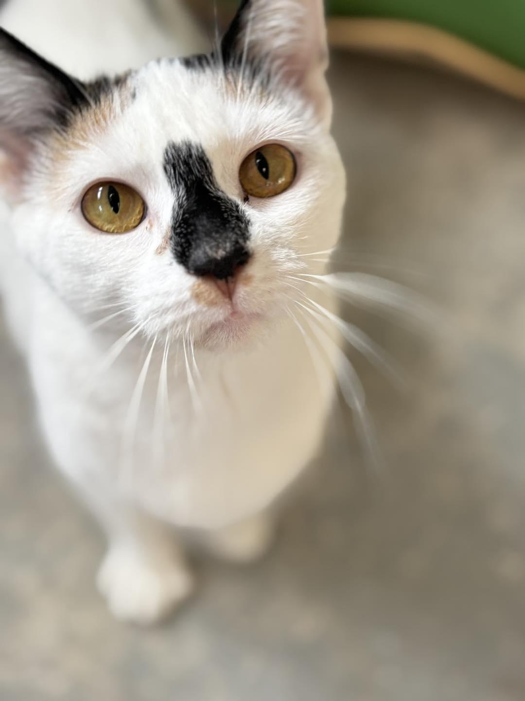 Bee, adopted, Young Female Domestic Short Hair.