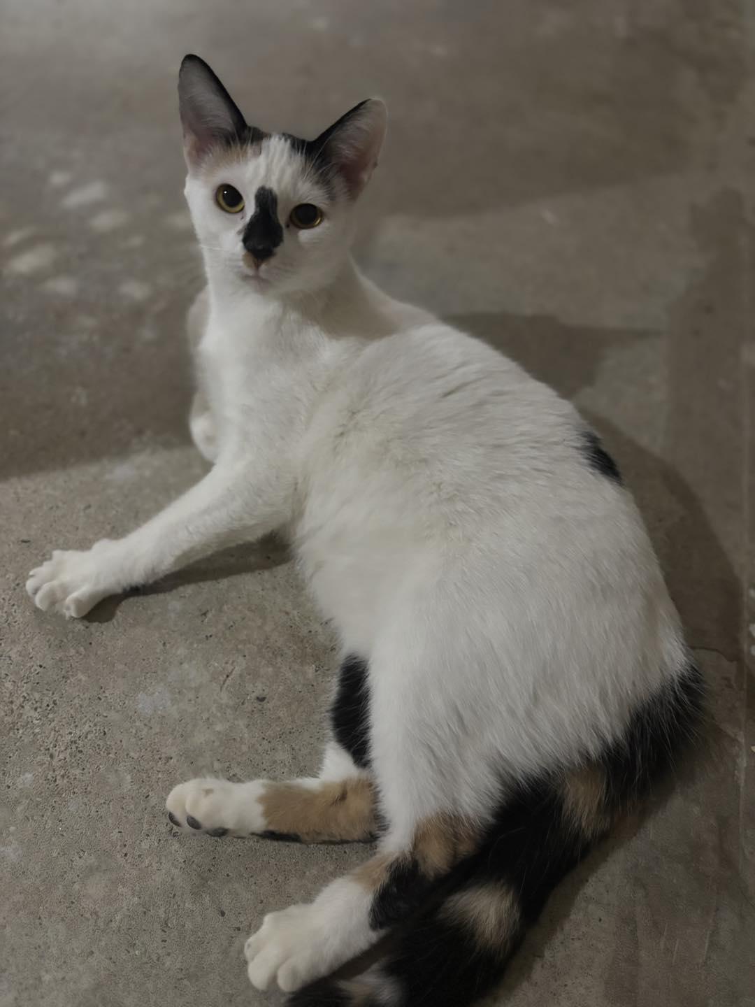 Enlarge Bee, an adopted Domestic Short Hair in Markham, ON image 4/5