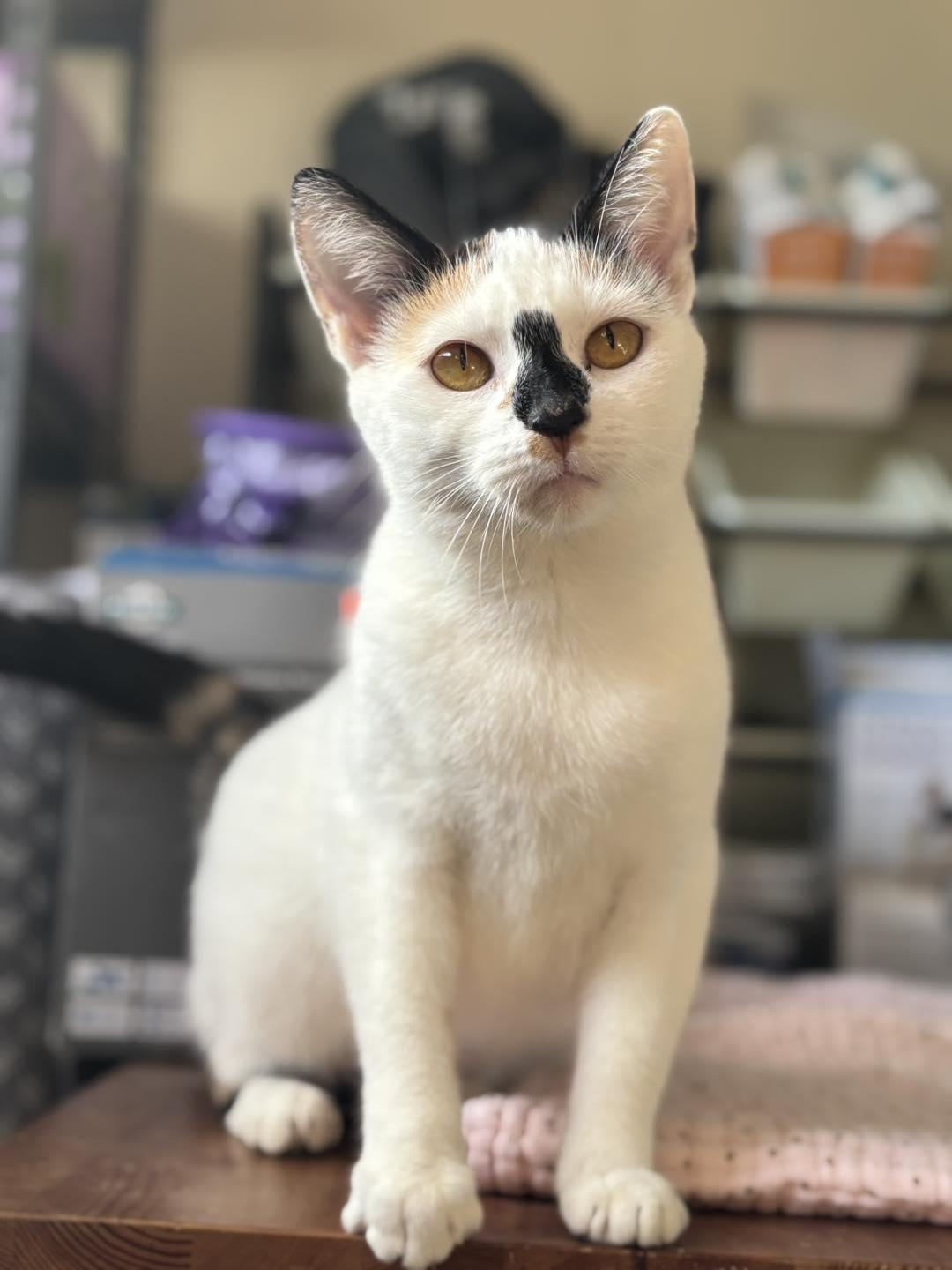 Enlarge Bee, an adopted Domestic Short Hair in Markham, ON image 5/5