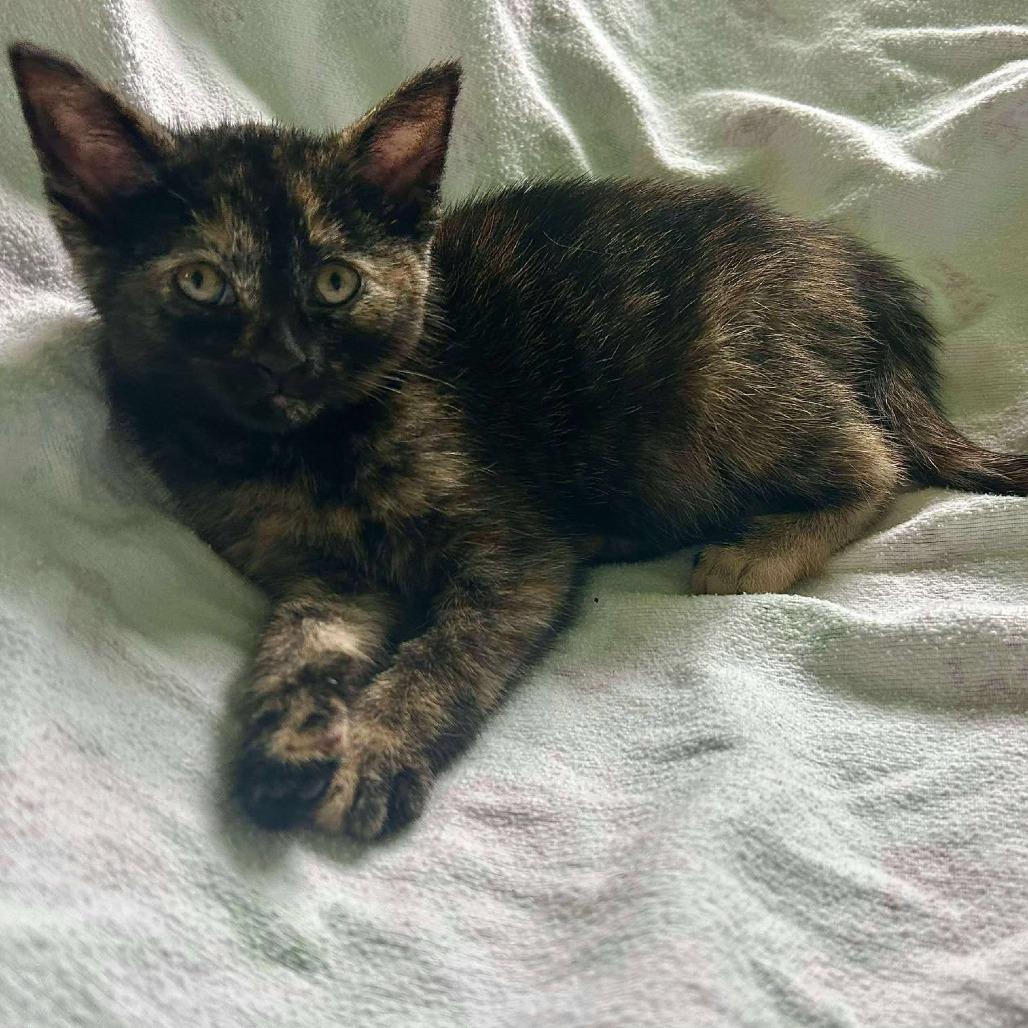 Muffins, Adoptable, Kitten Female Domestic Short Hair.