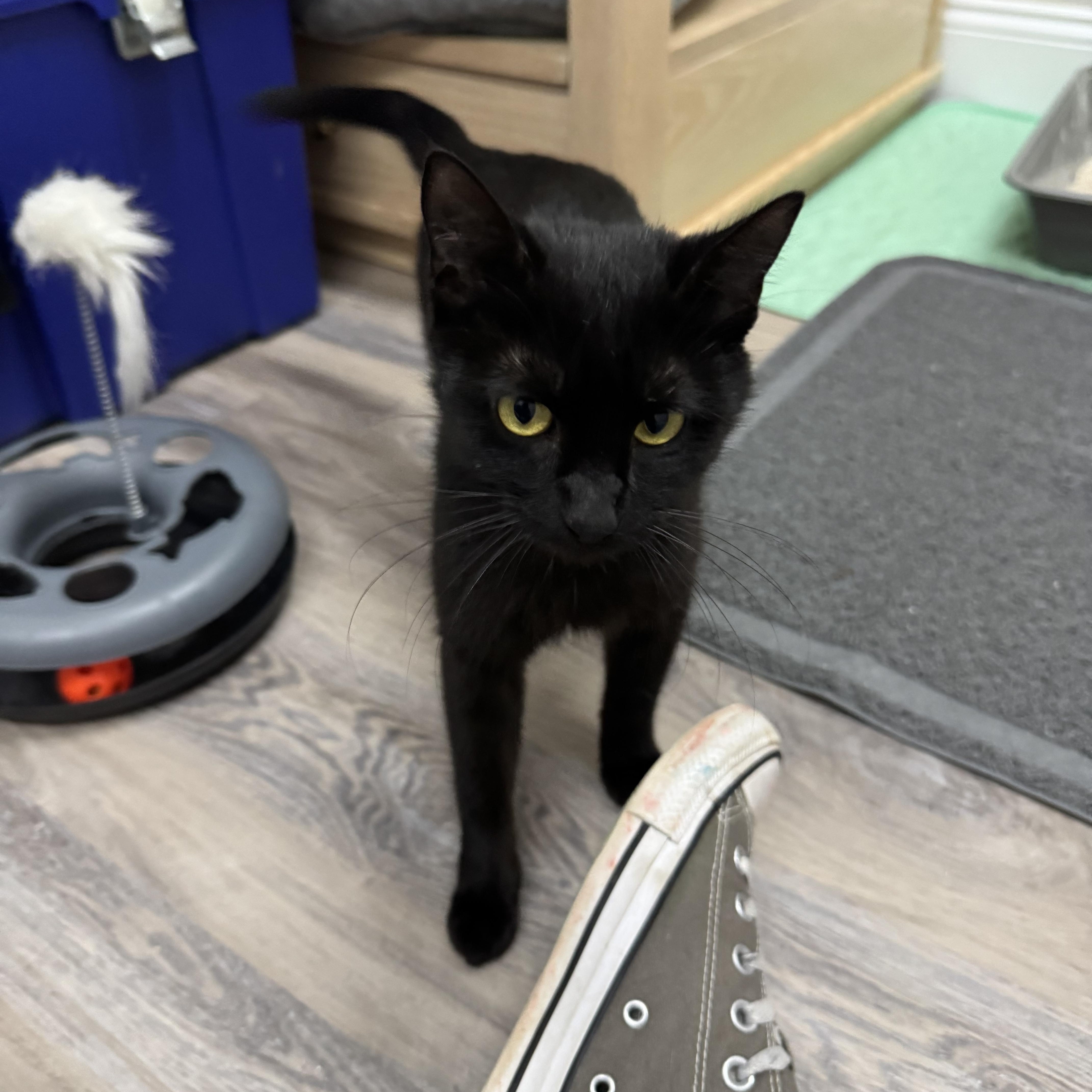 Enlarge Fifi, a ADOPTABLE Domestic Short Hair in Fulton, NY image 3/6