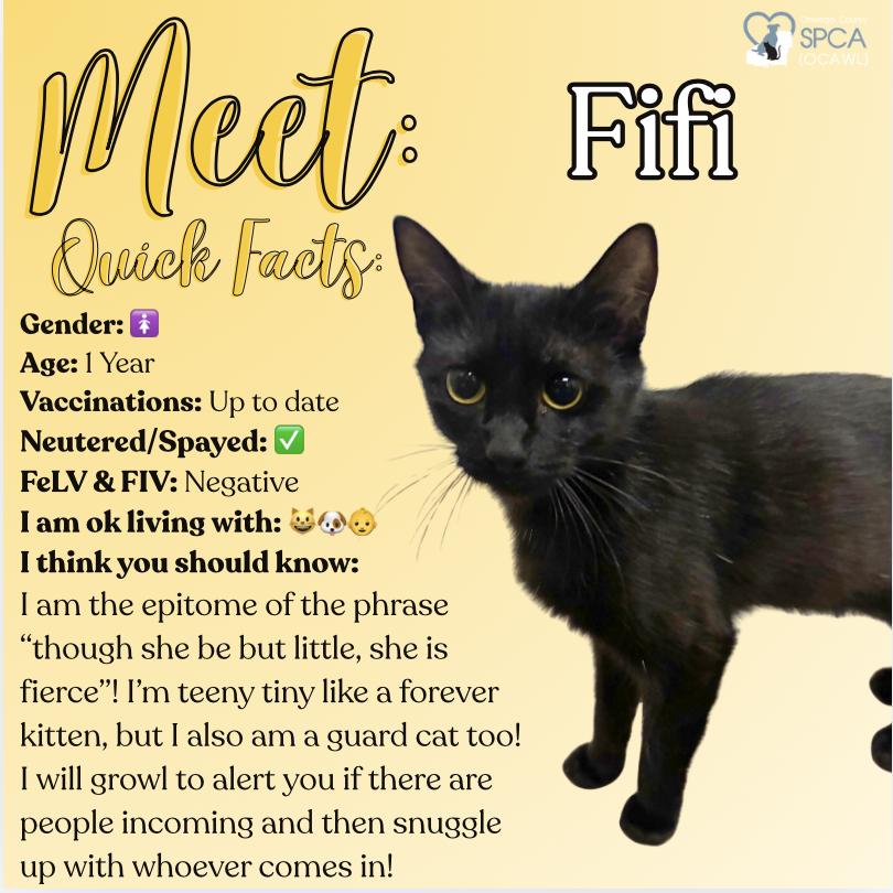 Enlarge Fifi, a ADOPTABLE Domestic Short Hair in Fulton, NY image 1/6