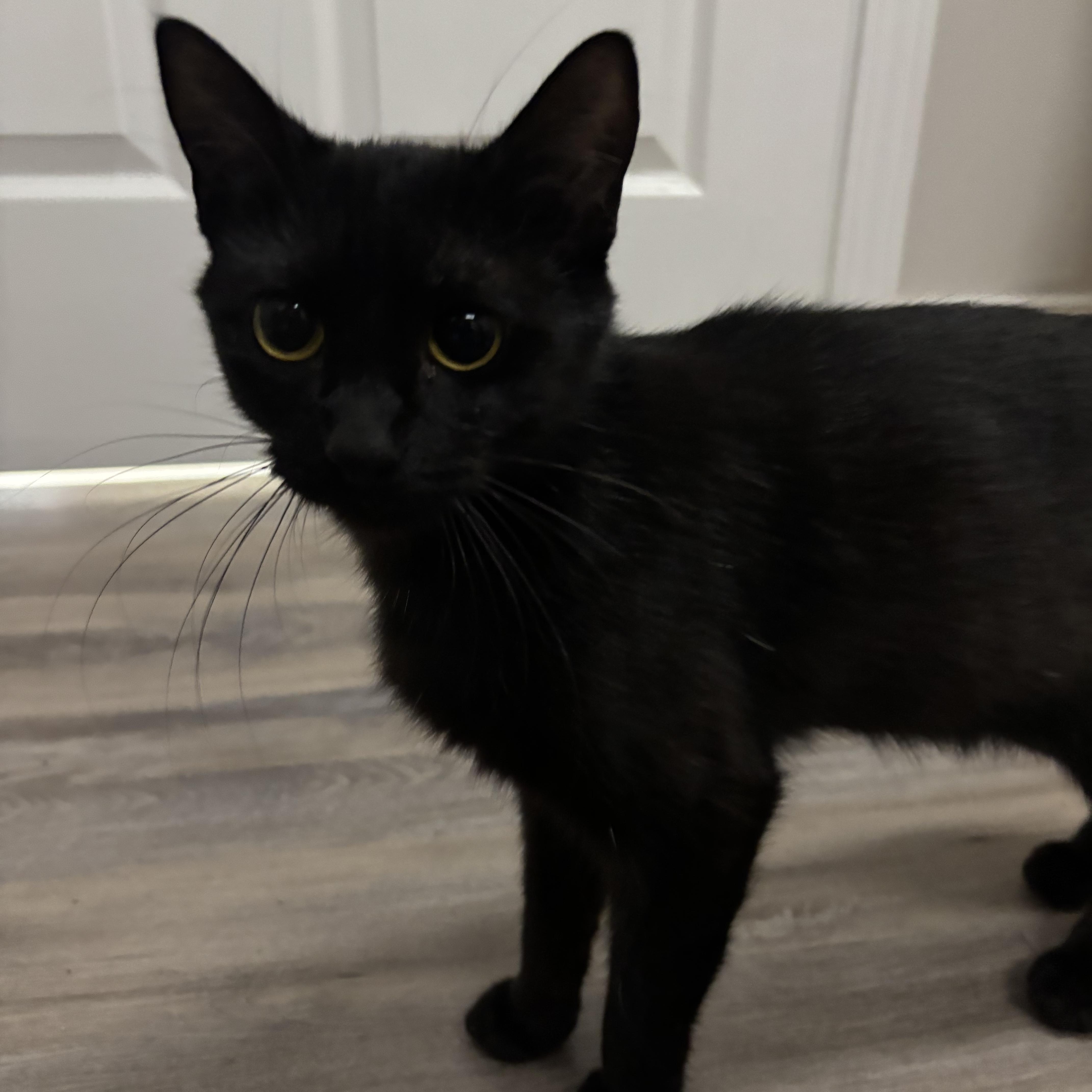 Enlarge Fifi, a ADOPTABLE Domestic Short Hair in Fulton, NY image 4/6
