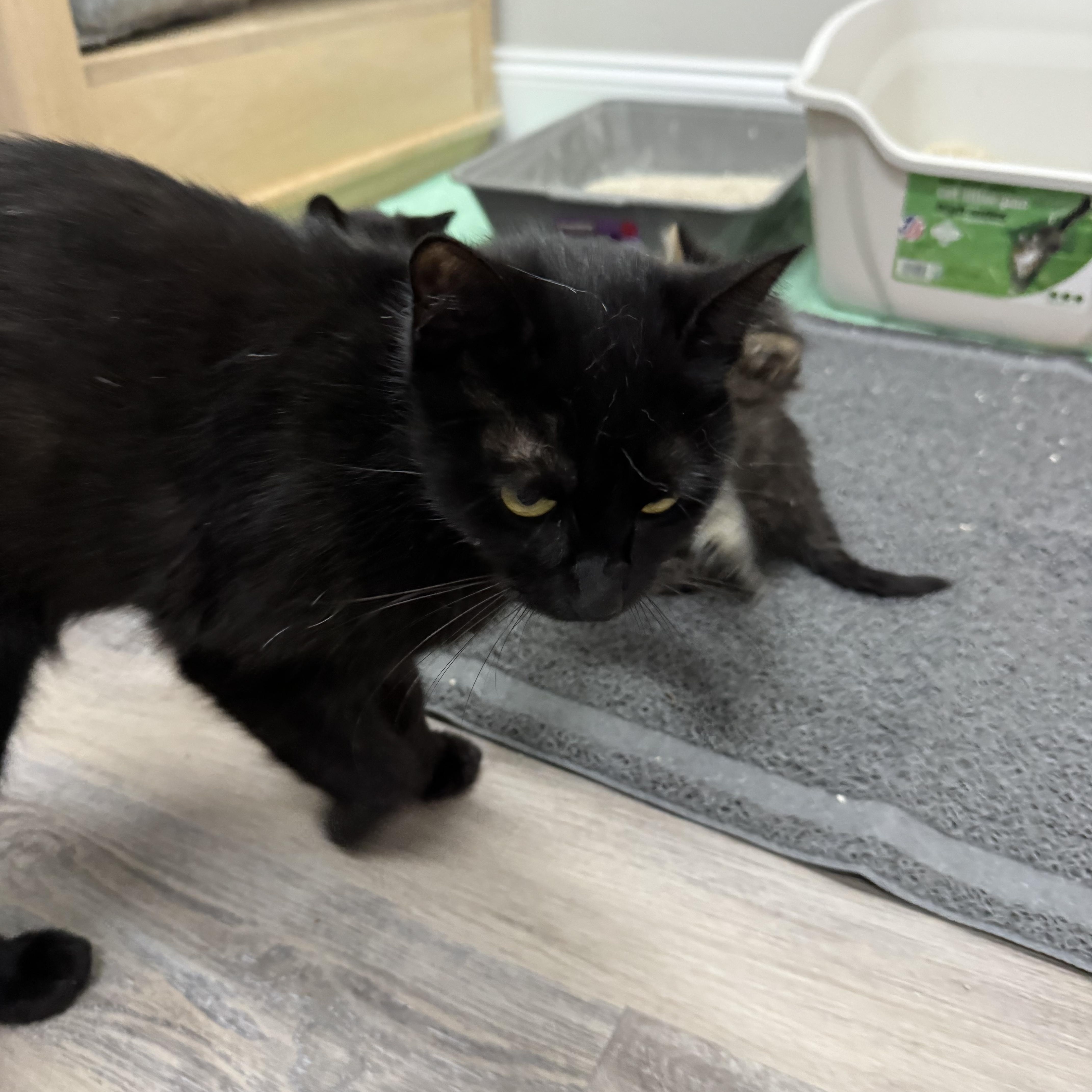 Enlarge Fifi, a ADOPTABLE Domestic Short Hair in Fulton, NY image 2/6