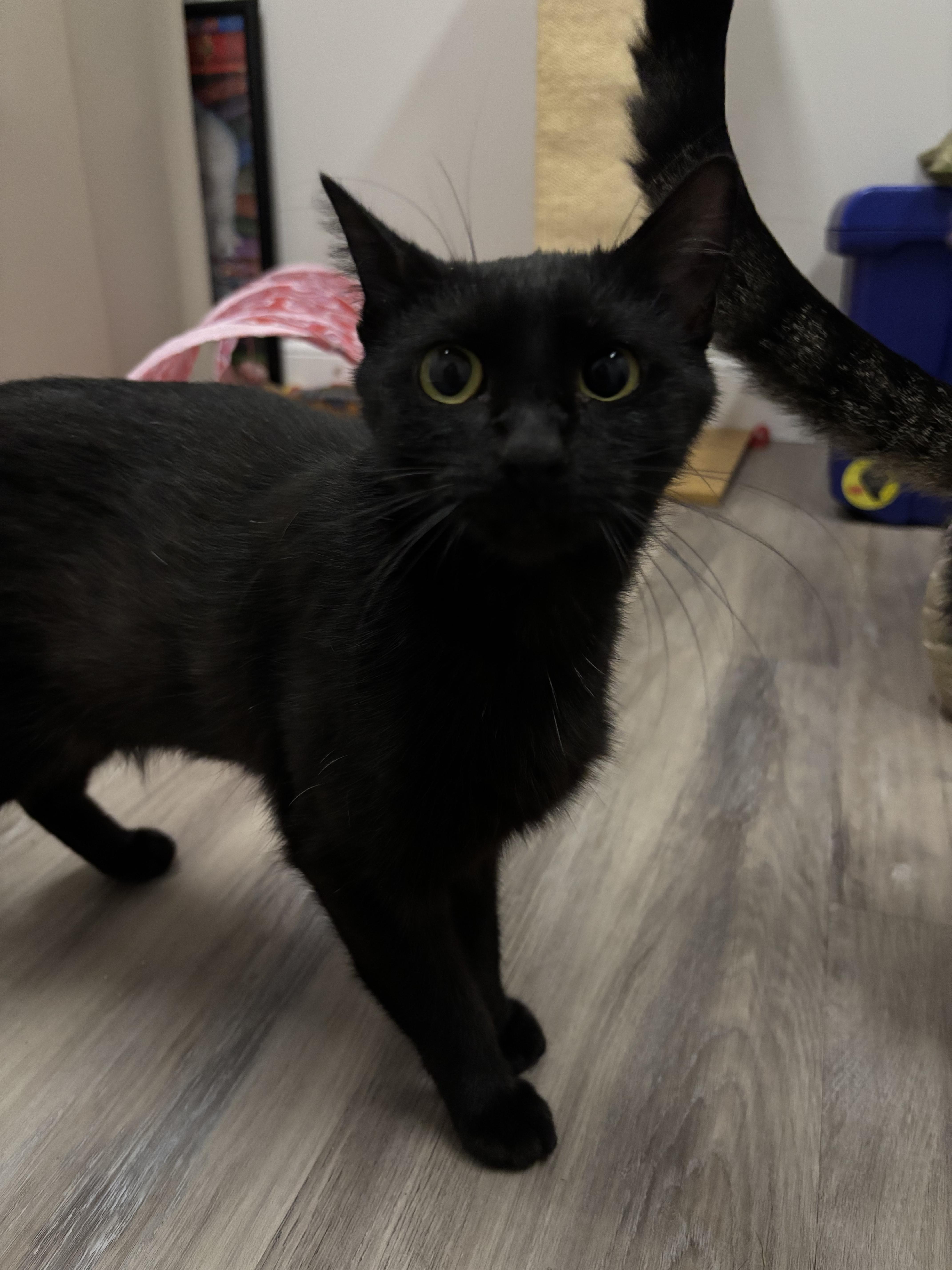 Enlarge Fifi, a ADOPTABLE Domestic Short Hair in Fulton, NY image 6/6