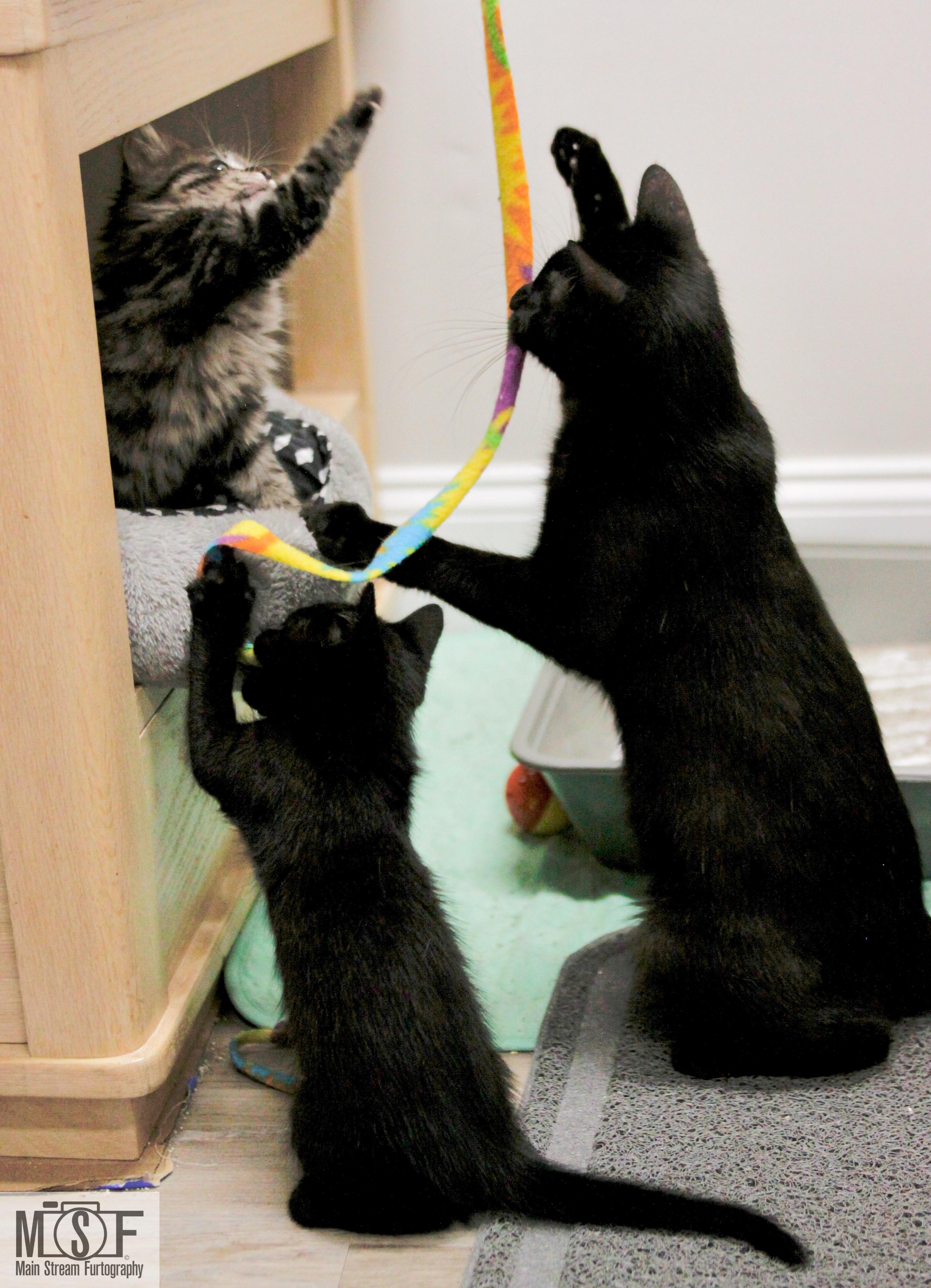 Enlarge Fifi, a ADOPTABLE Domestic Short Hair in Fulton, NY image 5/6