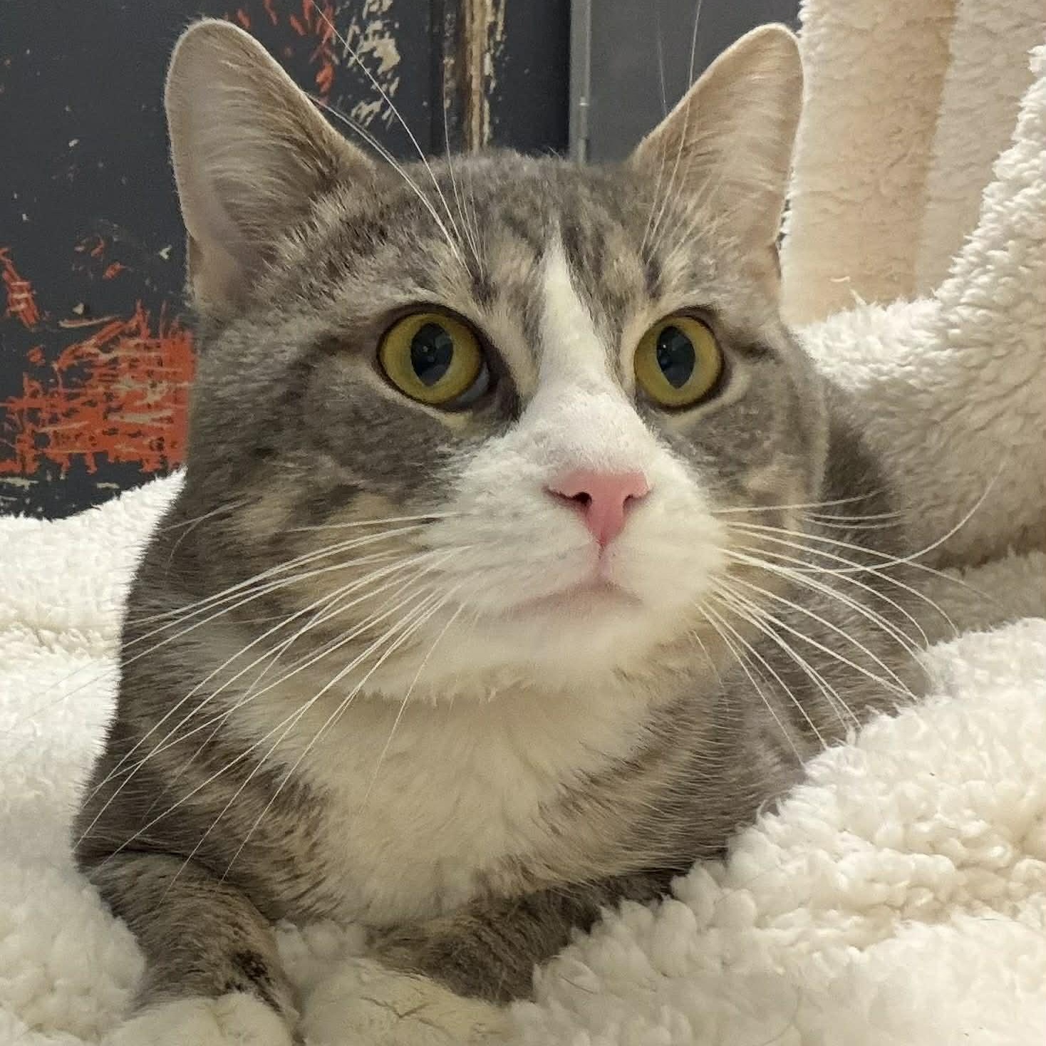 Enlarge Rajah, a ADOPTABLE Domestic Short Hair in Martinsville, IN image 2/2