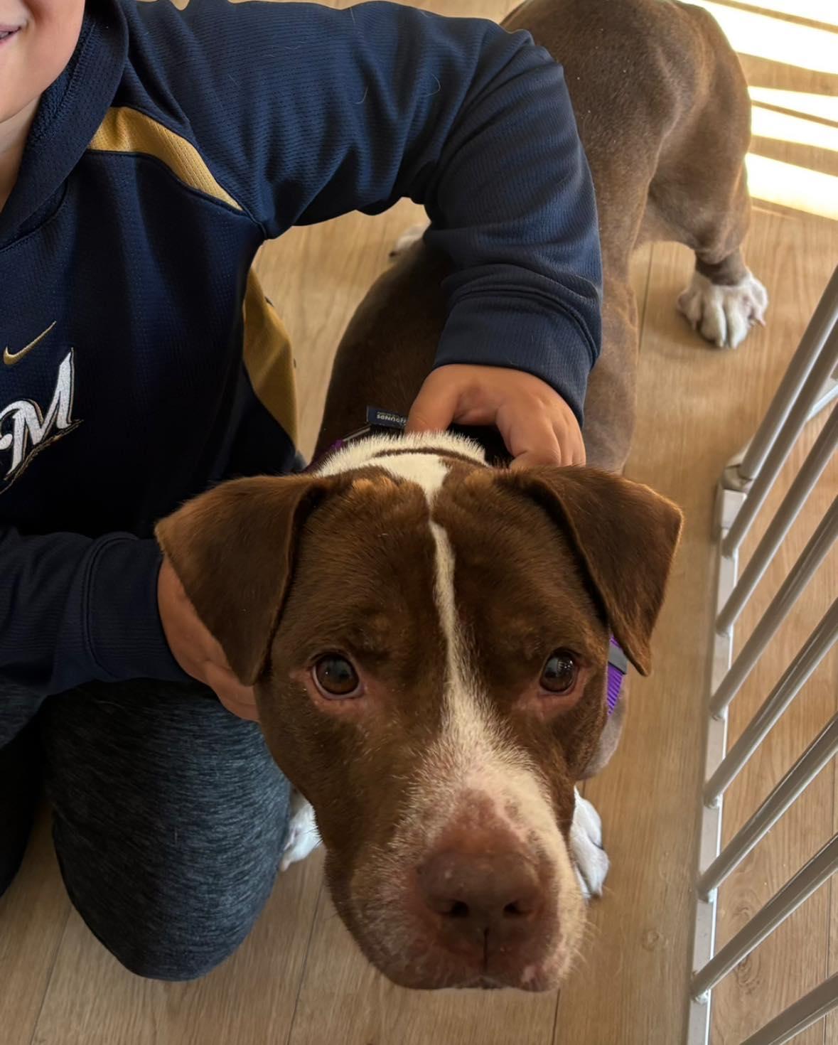 Enlarge Bluebeard, a Adoptable Pit Bull Terrier in Crete, IL image 1/3