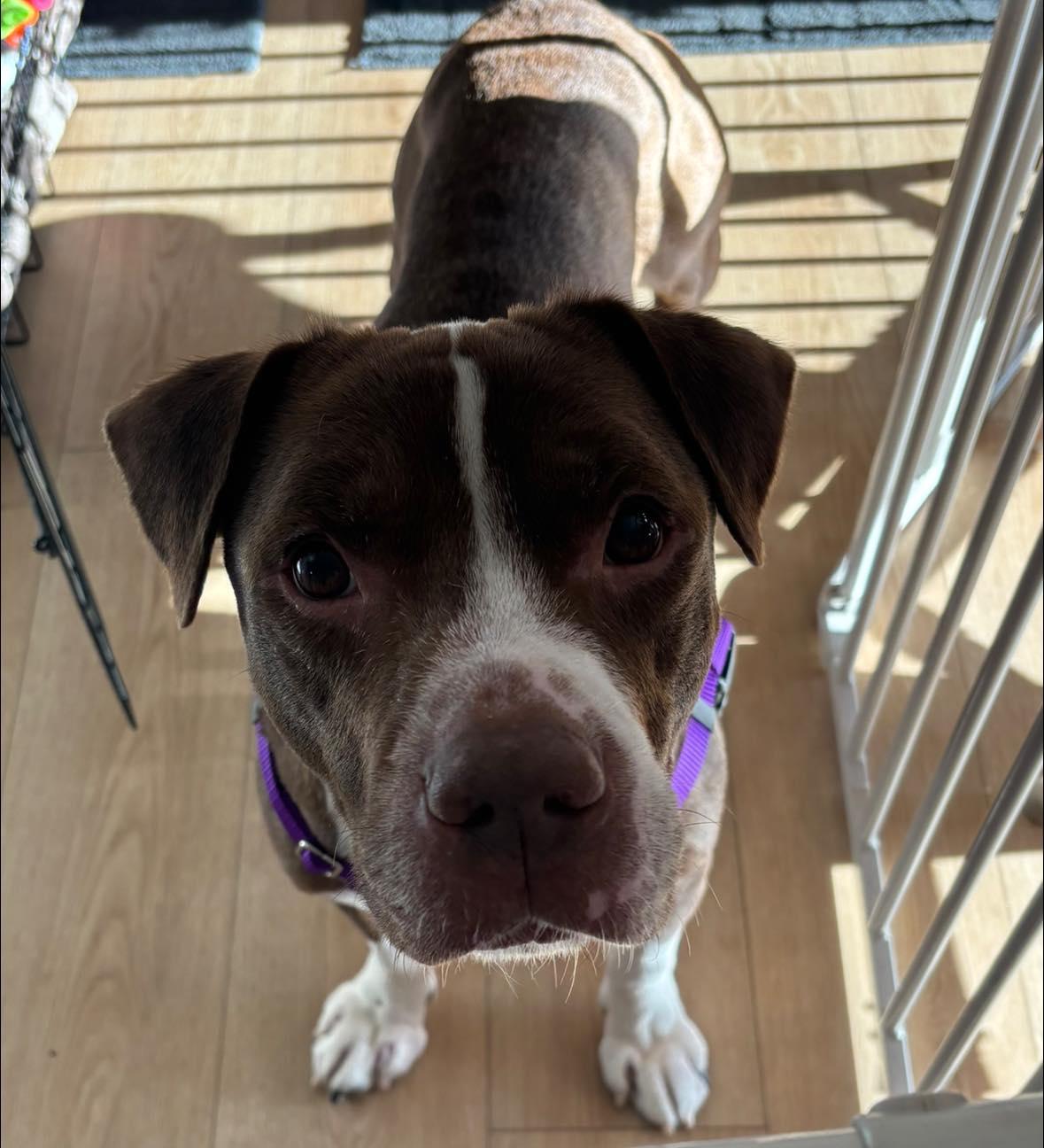Enlarge Bluebeard, a Adoptable Pit Bull Terrier in Crete, IL image 2/3