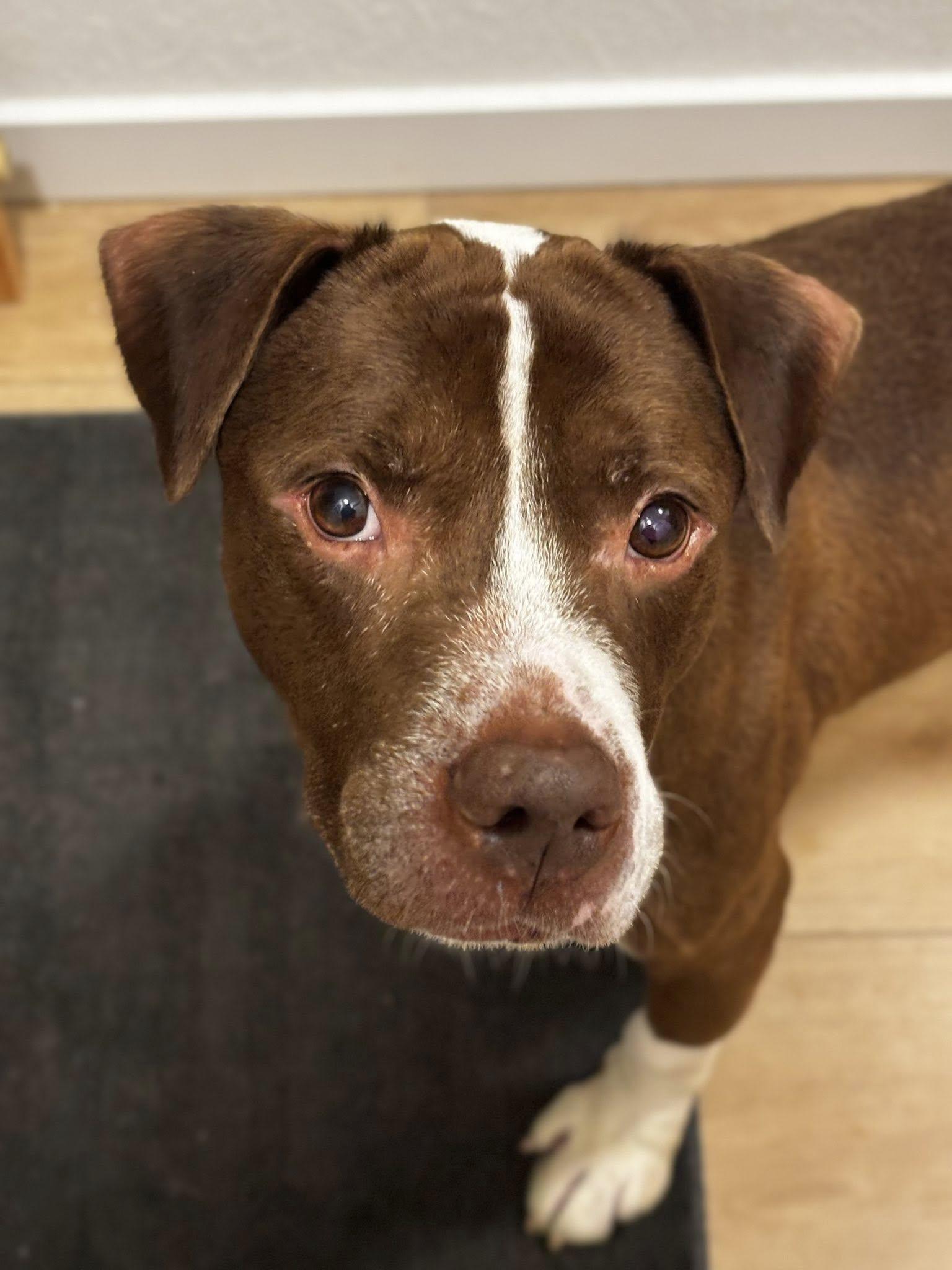 Enlarge Bluebeard, a Adoptable Pit Bull Terrier in Crete, IL image 3/3