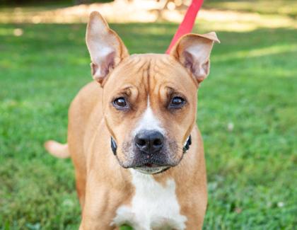 Skittles — thumbnail 2