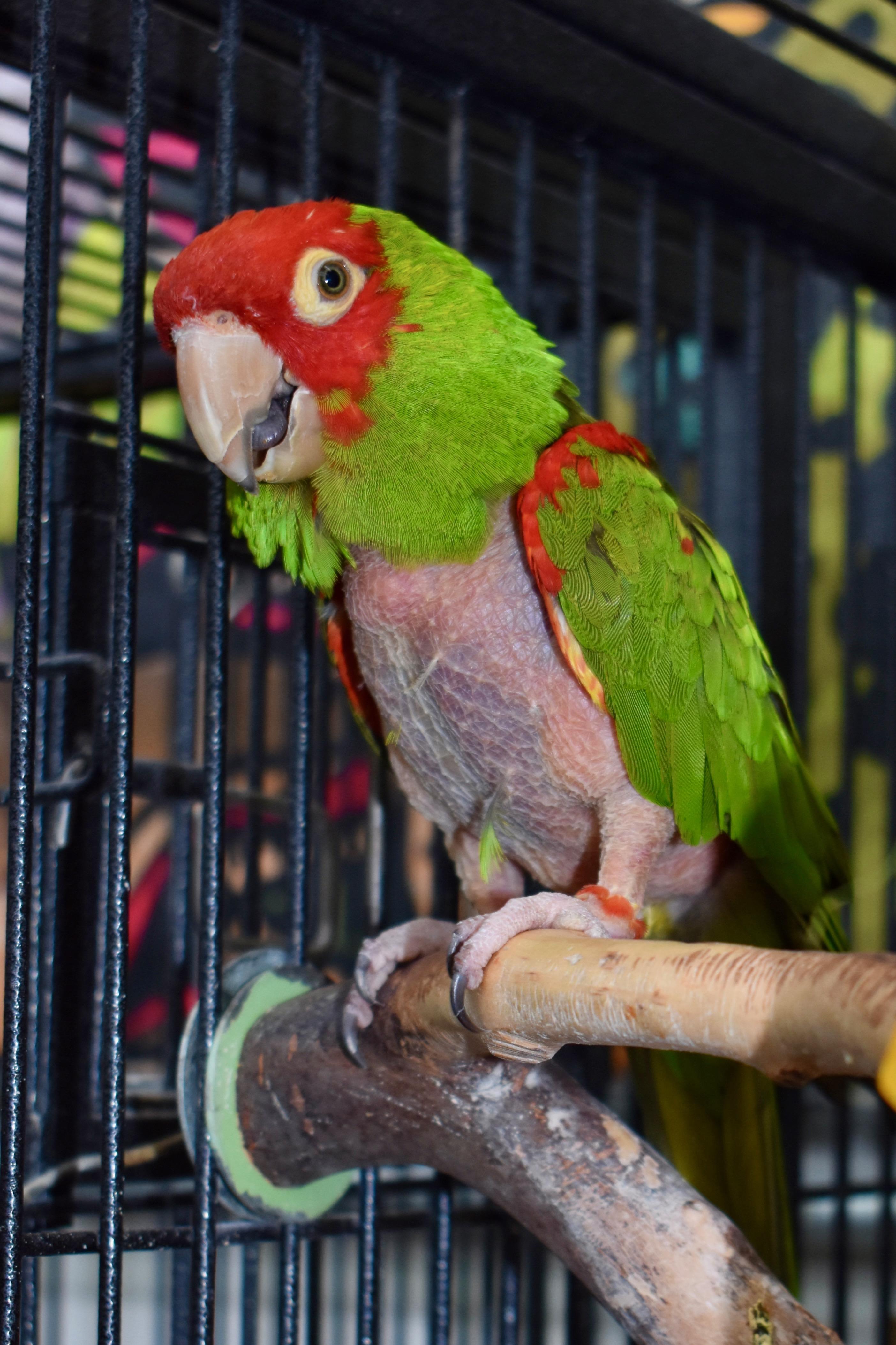 CJ, a Adoptable Conure in Bend, OR image 1/2