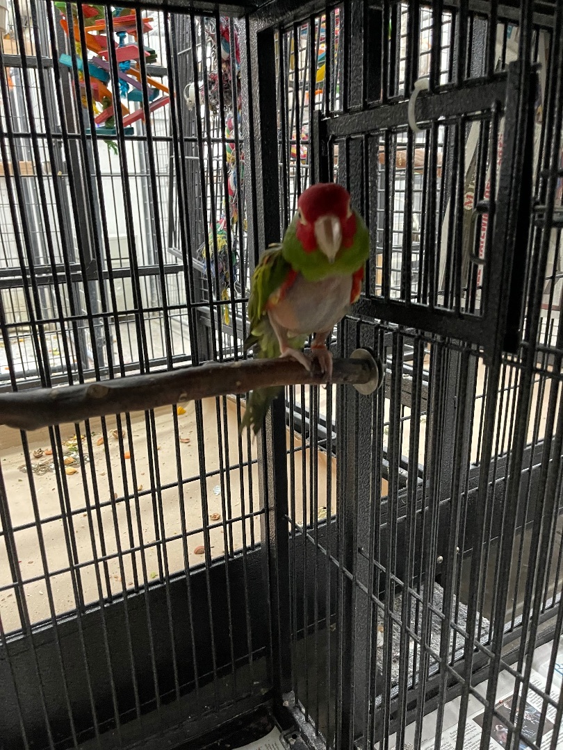 CJ, Adoptable, Adult Male Conure.