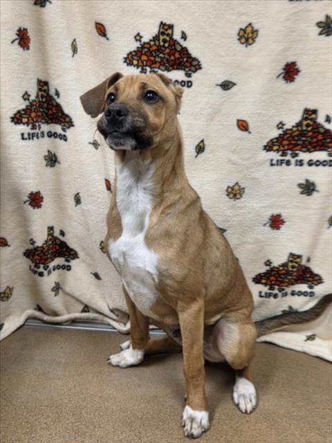 SHEP, Adoptable, Puppy Male German Shepherd Dog.