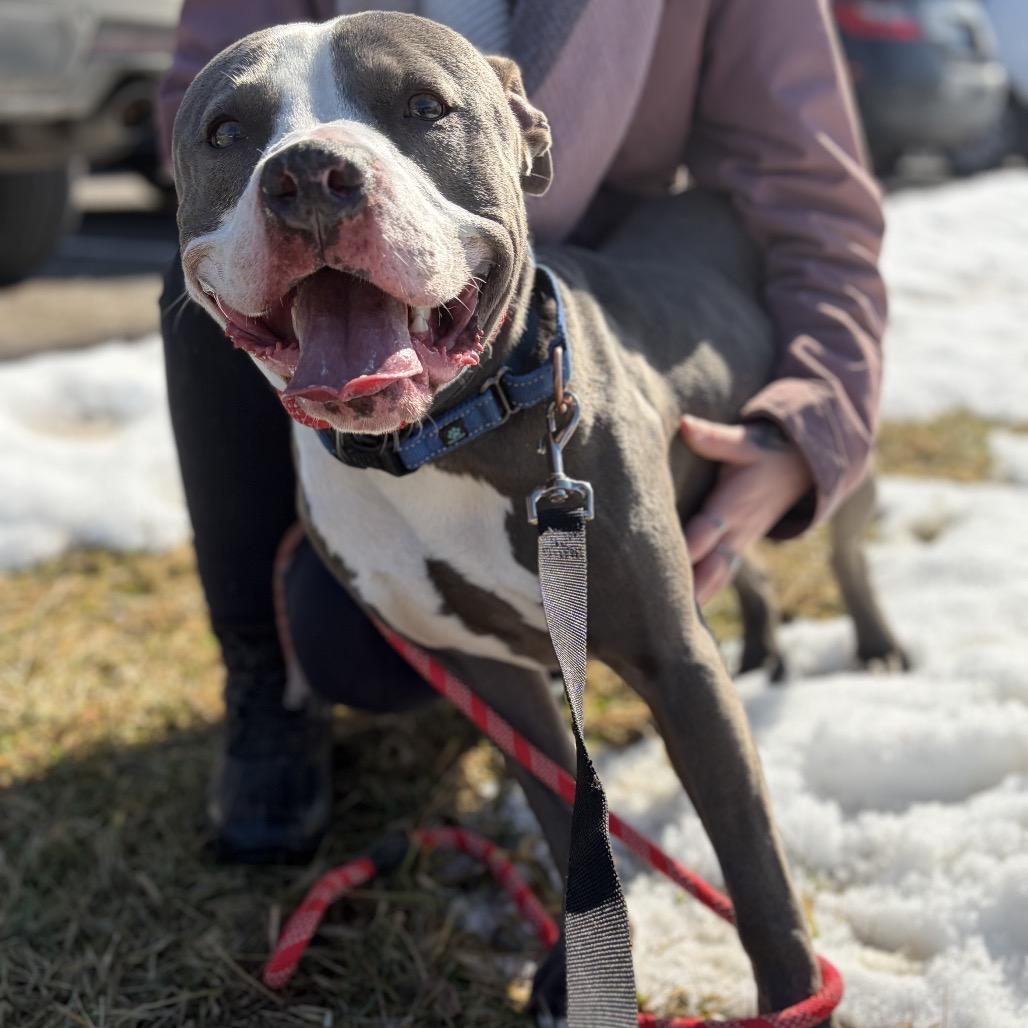 Enlarge Regis, a Adoptable Mixed Breed in Melbourne, KY image 1/6