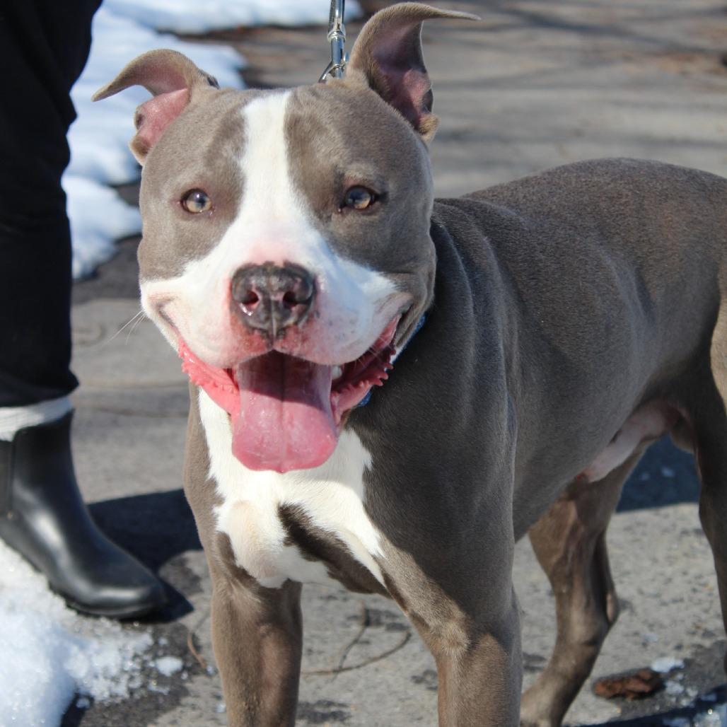 Enlarge Regis, a Adoptable Mixed Breed in Melbourne, KY image 6/6