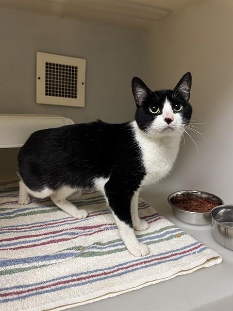 Enlarge SUSIE, a Adoptable Domestic Short Hair in Statesville, NC image 1/1