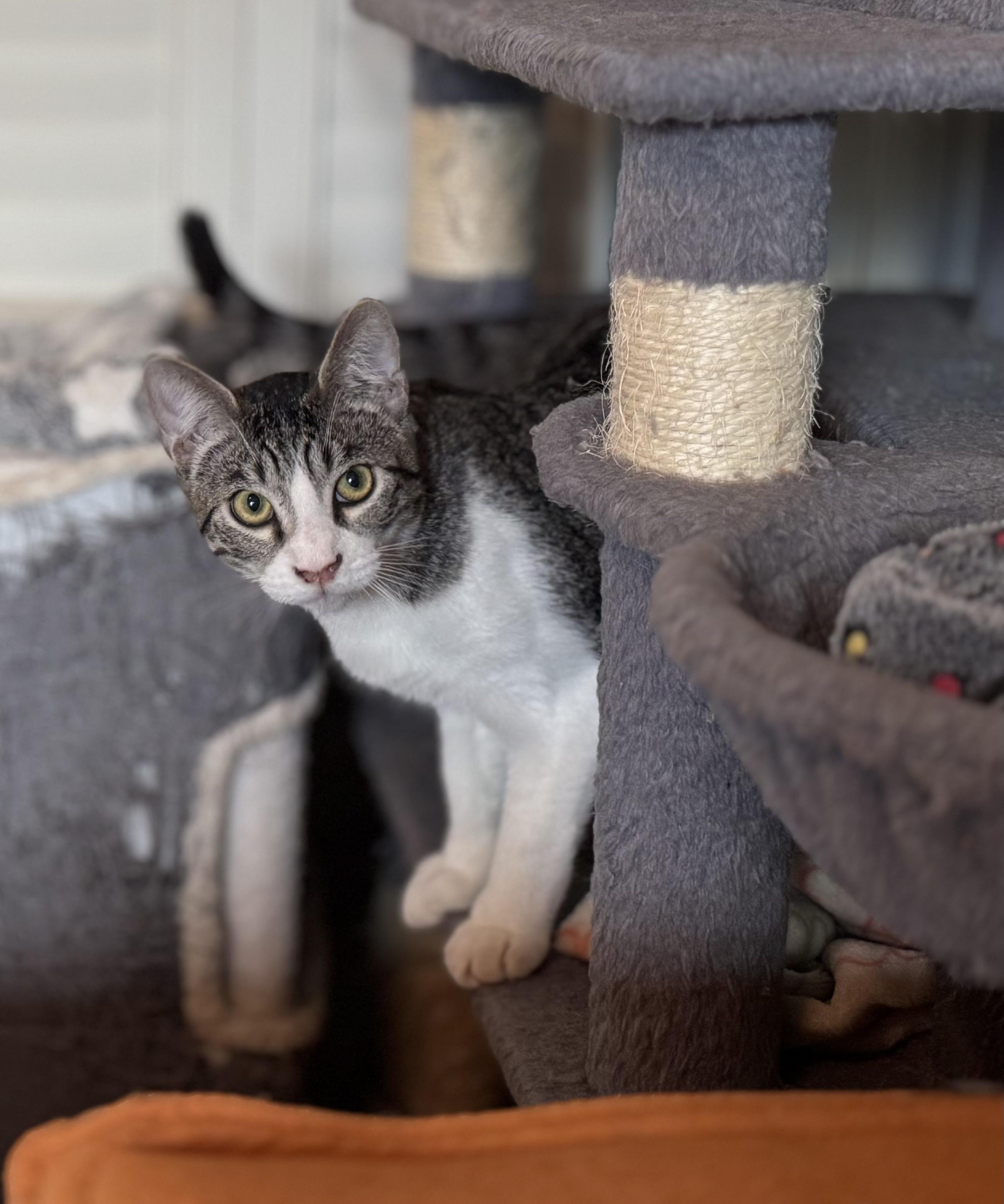 Buster (Bonded with Snoop), a ADOPTABLE American Shorthair in PHOENIX, AZ image 5/6