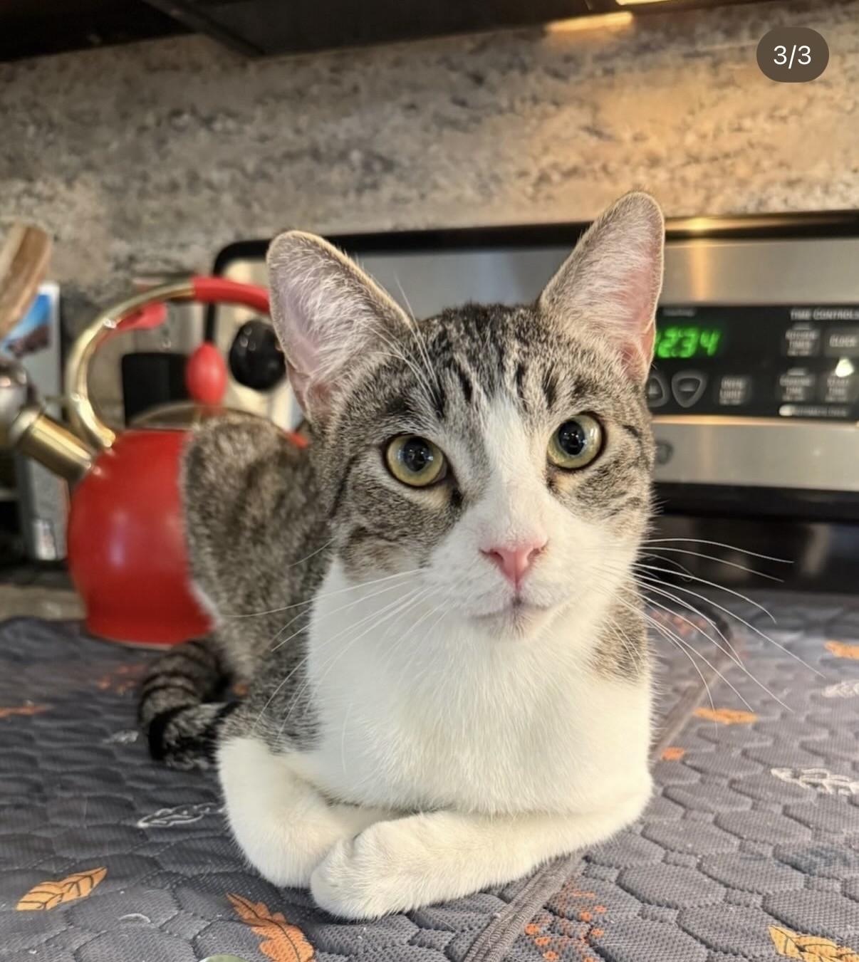 Buster (Bonded with Snoop), a ADOPTABLE American Shorthair in PHOENIX, AZ image 4/6