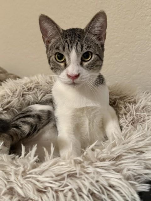 Buster (Bonded with Snoop), a ADOPTABLE American Shorthair in PHOENIX, AZ image 3/6