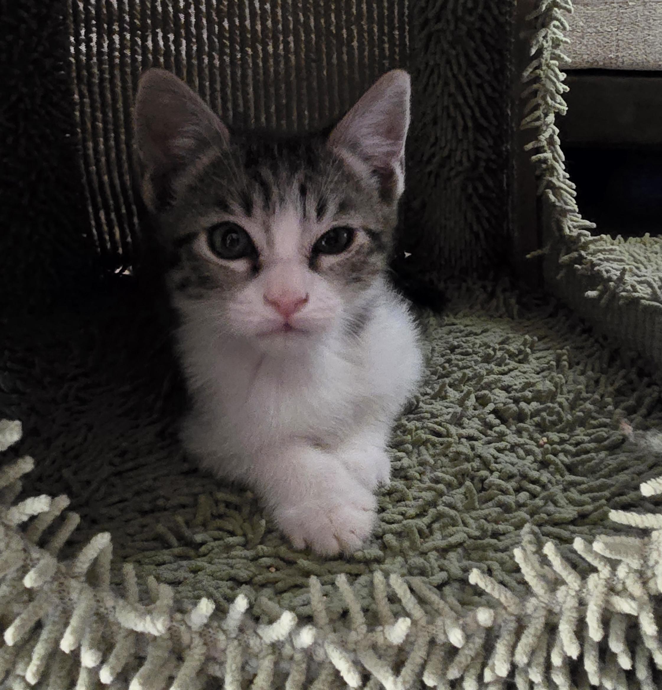 Buster (Bonded with Snoop), a ADOPTABLE American Shorthair in PHOENIX, AZ image 6/6