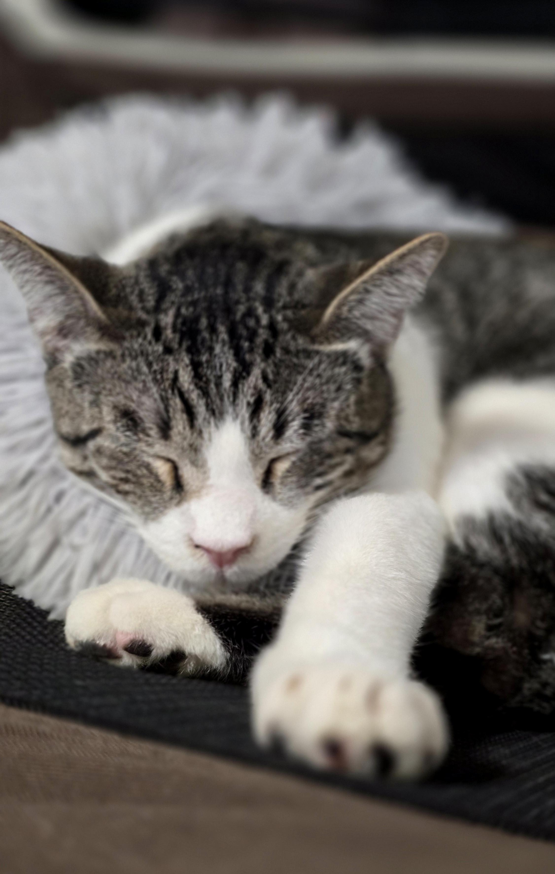 Buster (Bonded with Snoop), ADOPTABLE, Young Male American Shorthair.