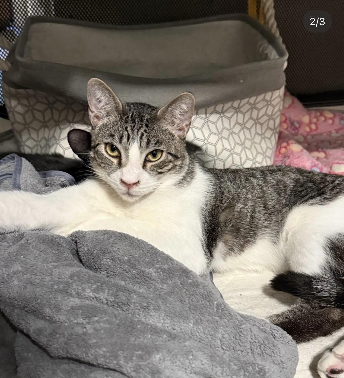 Buster (Bonded with Snoop), a ADOPTABLE American Shorthair in PHOENIX, AZ image 2/6
