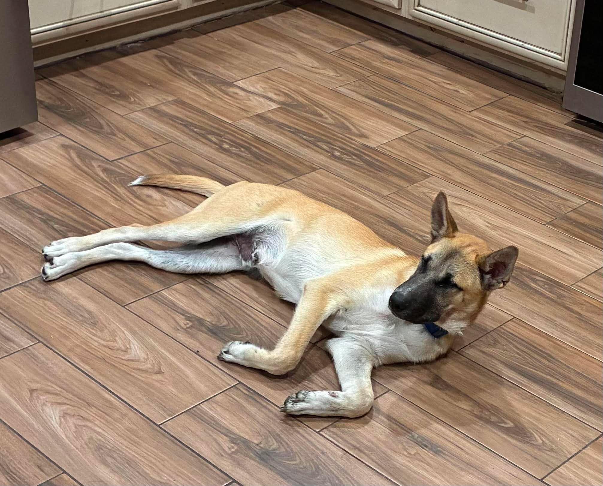 Rick, an adoption pending mixed breed in Sugar Land, TX image 4/6