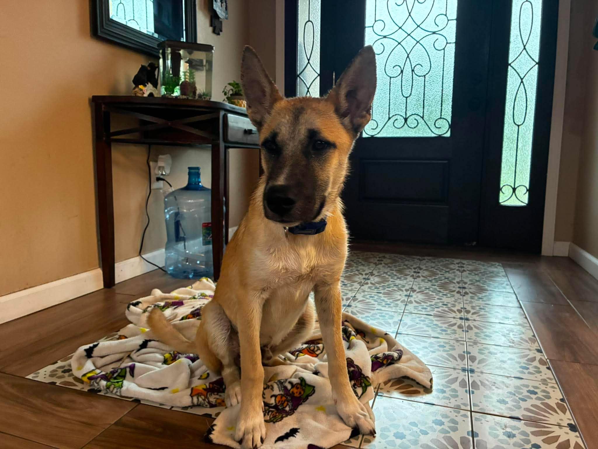 Rick, an adoption pending mixed breed in Sugar Land, TX image 6/6