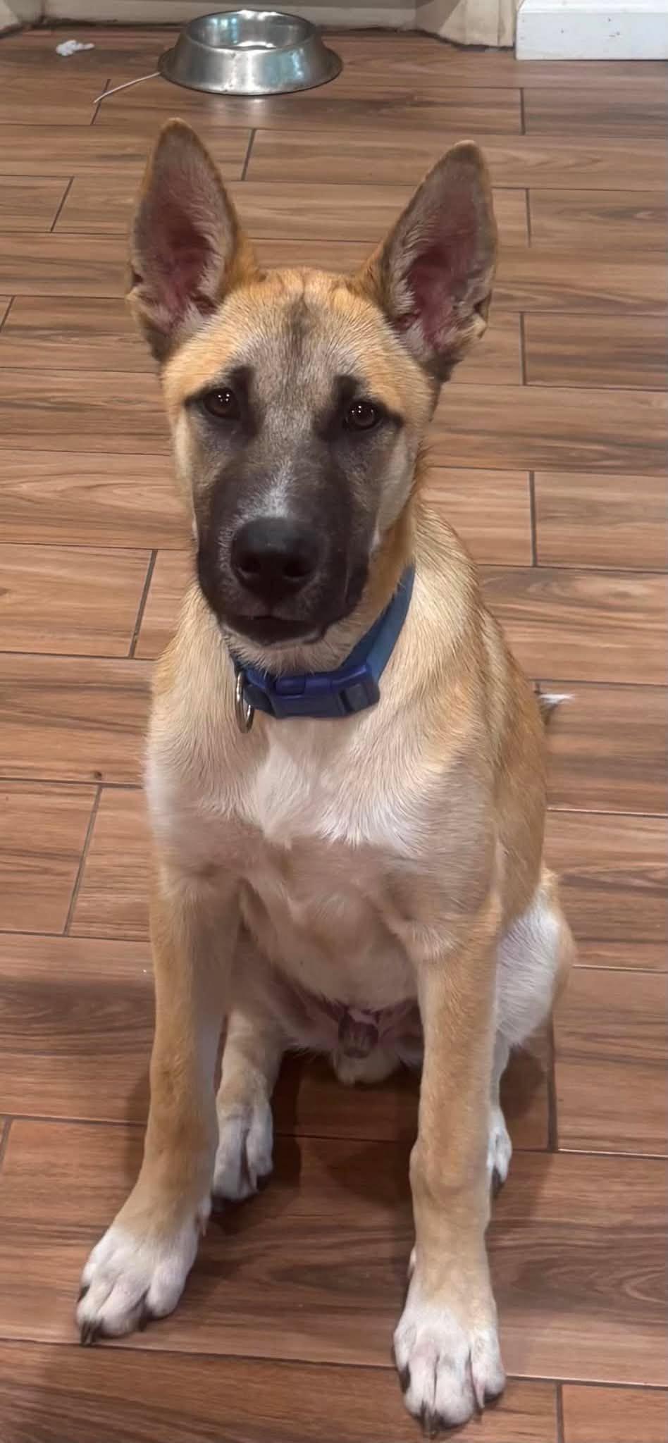 Rick, an adoption pending mixed breed in Sugar Land, TX image 2/6