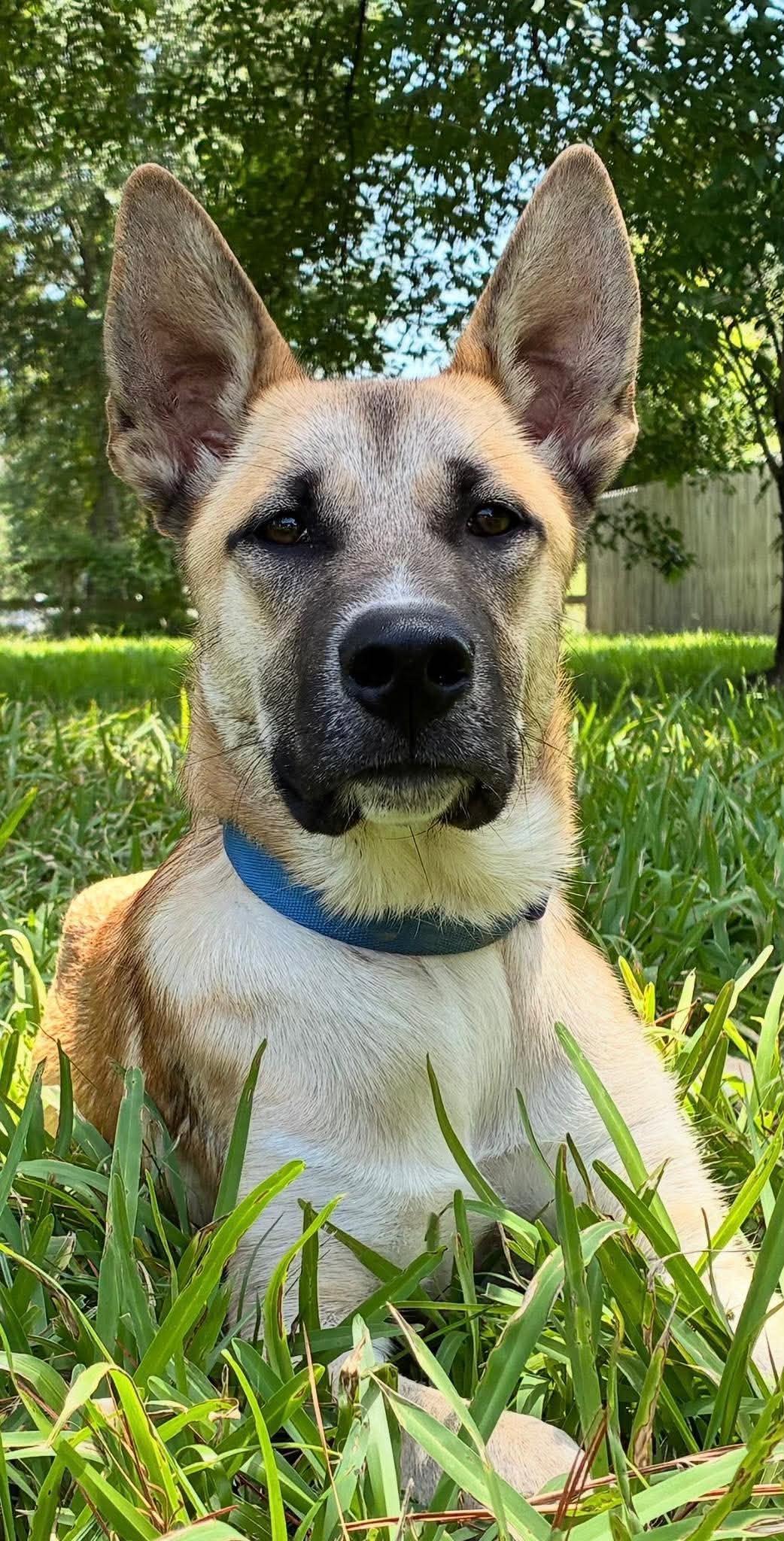 Rick, an adoption pending mixed breed in Sugar Land, TX image 1/6