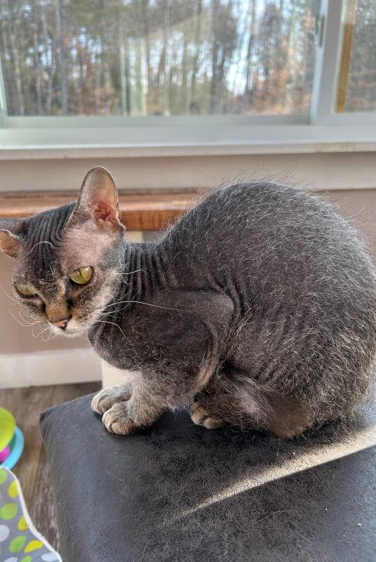 Ida, Adoptable, Adult Female Domestic Short Hair.