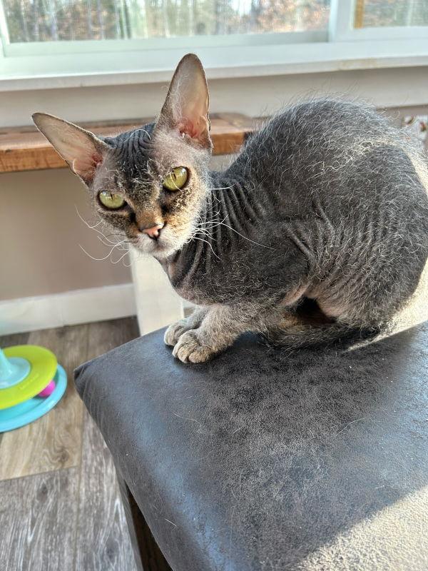 Ida, a Adoptable Domestic Short Hair in Gonic, NH image 2/3