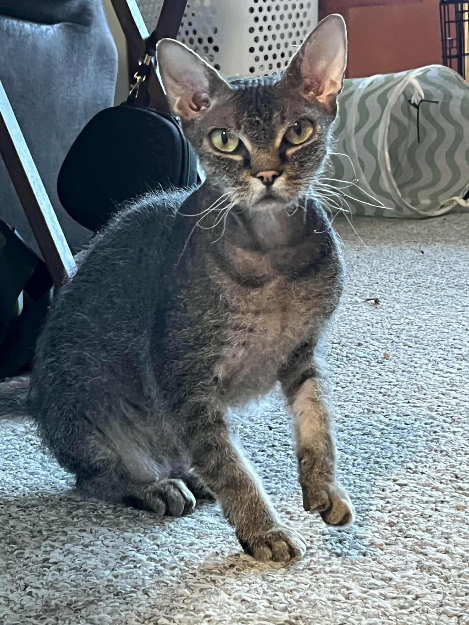 Ida, a Adoptable Domestic Short Hair in Gonic, NH image 3/3