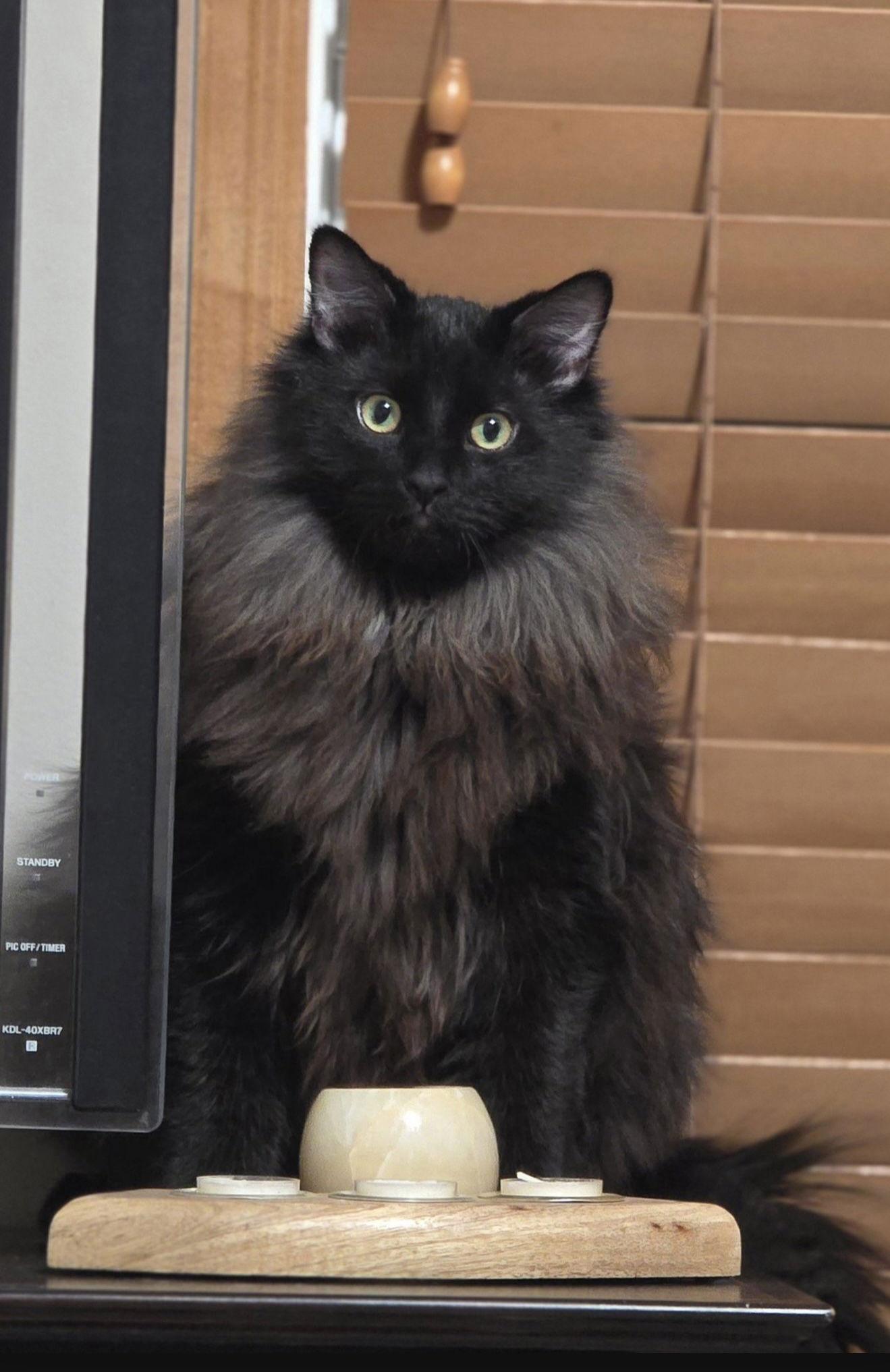 Dr. Bombay, Adoptable, Kitten Male Domestic Long Hair.