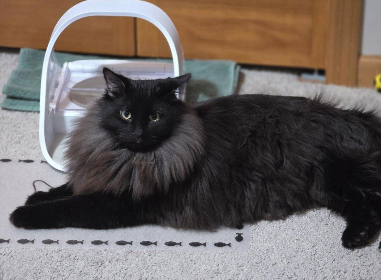 Enlarge Dr. Bombay, a Adoptable Domestic Long Hair in Plymouth, MN image 2/3