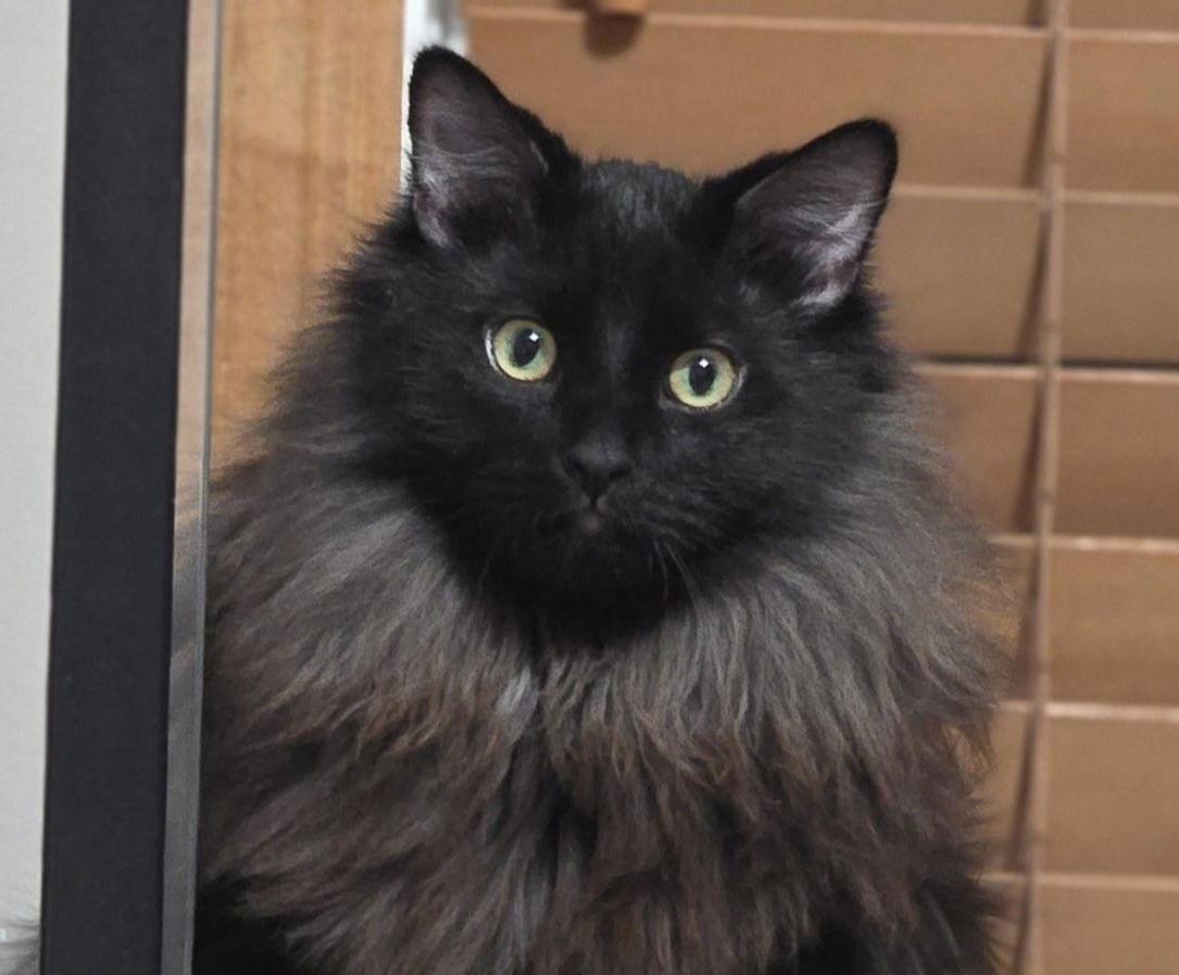 Enlarge Dr. Bombay, a Adoptable Domestic Long Hair in Plymouth, MN image 3/3