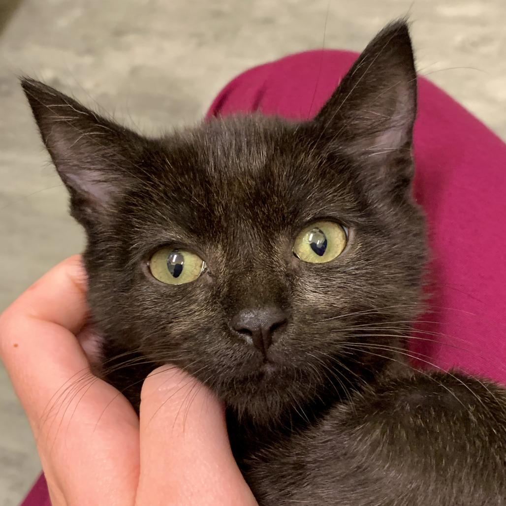 Speedway, Adoptable, Kitten Male Domestic Short Hair.