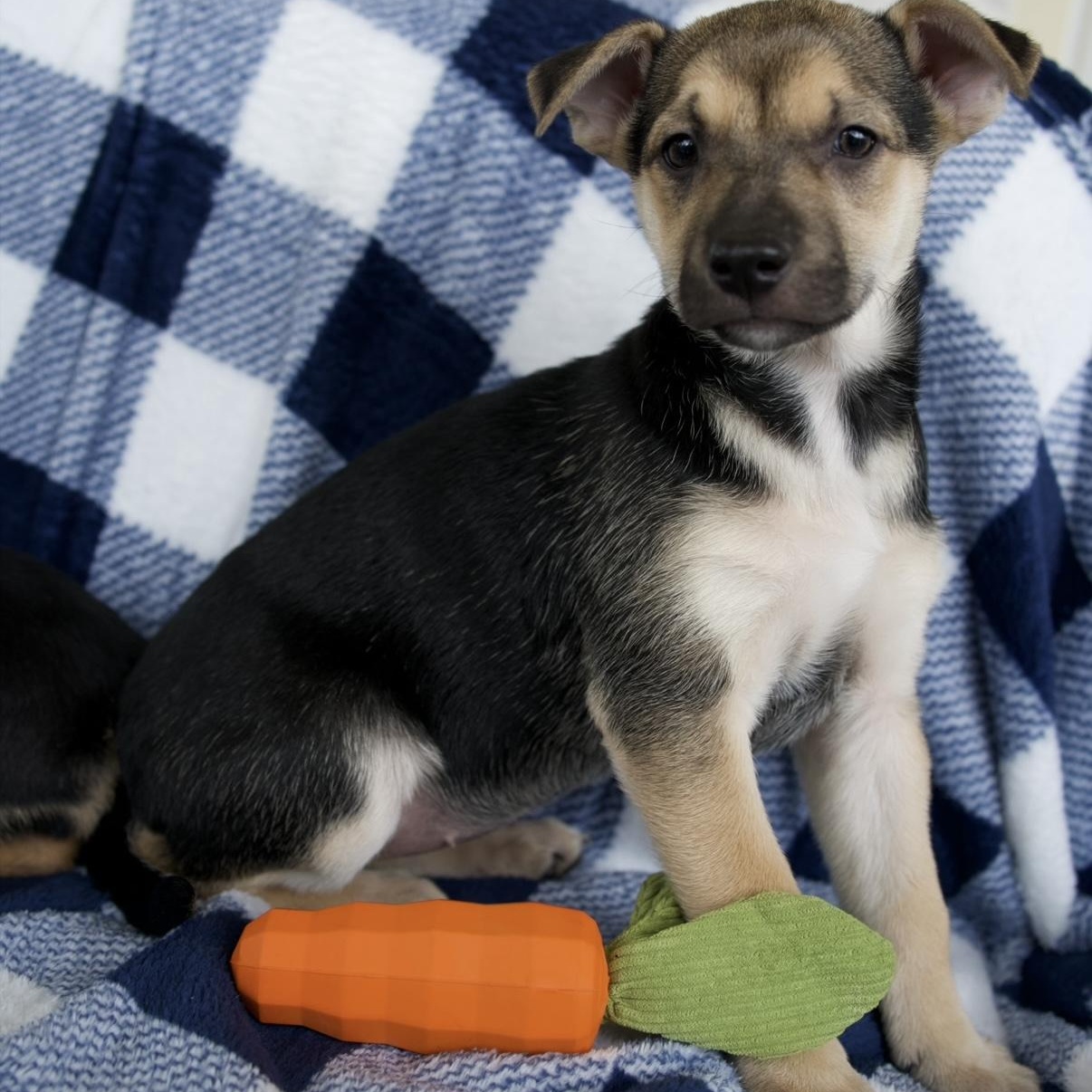 Enlarge Ember, a Adoptable mixed breed in New Braunfels, TX image 4/6