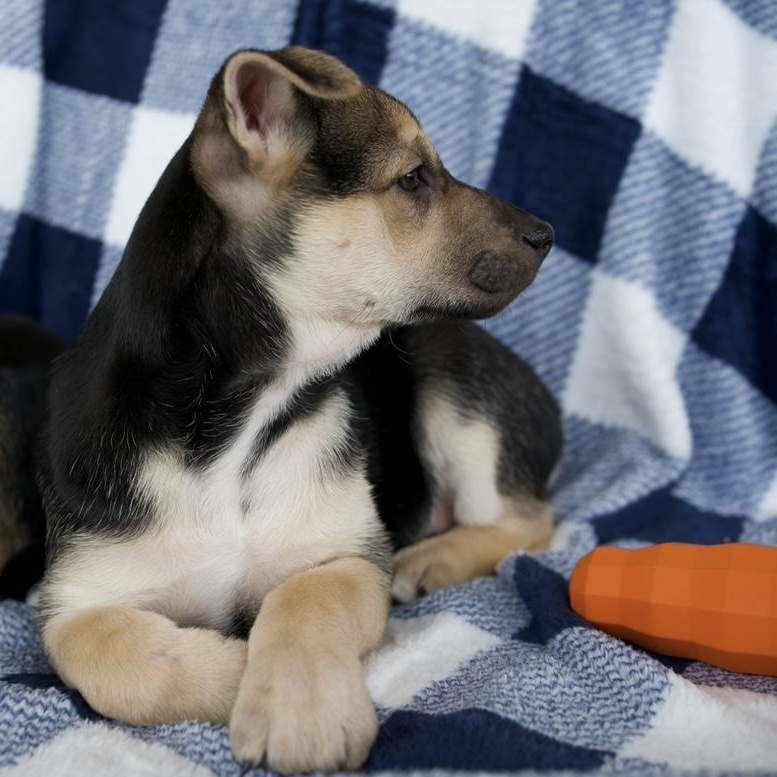 Enlarge Ember, a Adoptable mixed breed in New Braunfels, TX image 5/6