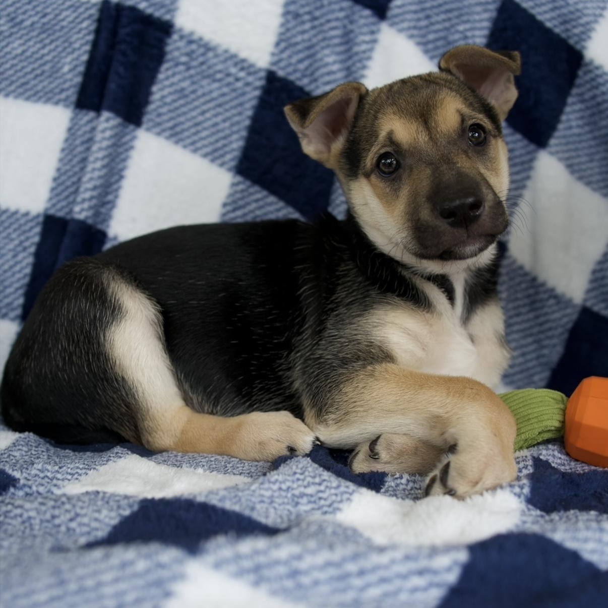 Enlarge Ember, a Adoptable mixed breed in New Braunfels, TX image 1/6