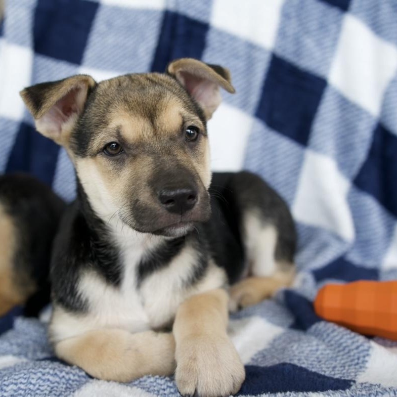 Enlarge Ember, a Adoptable mixed breed in New Braunfels, TX image 6/6