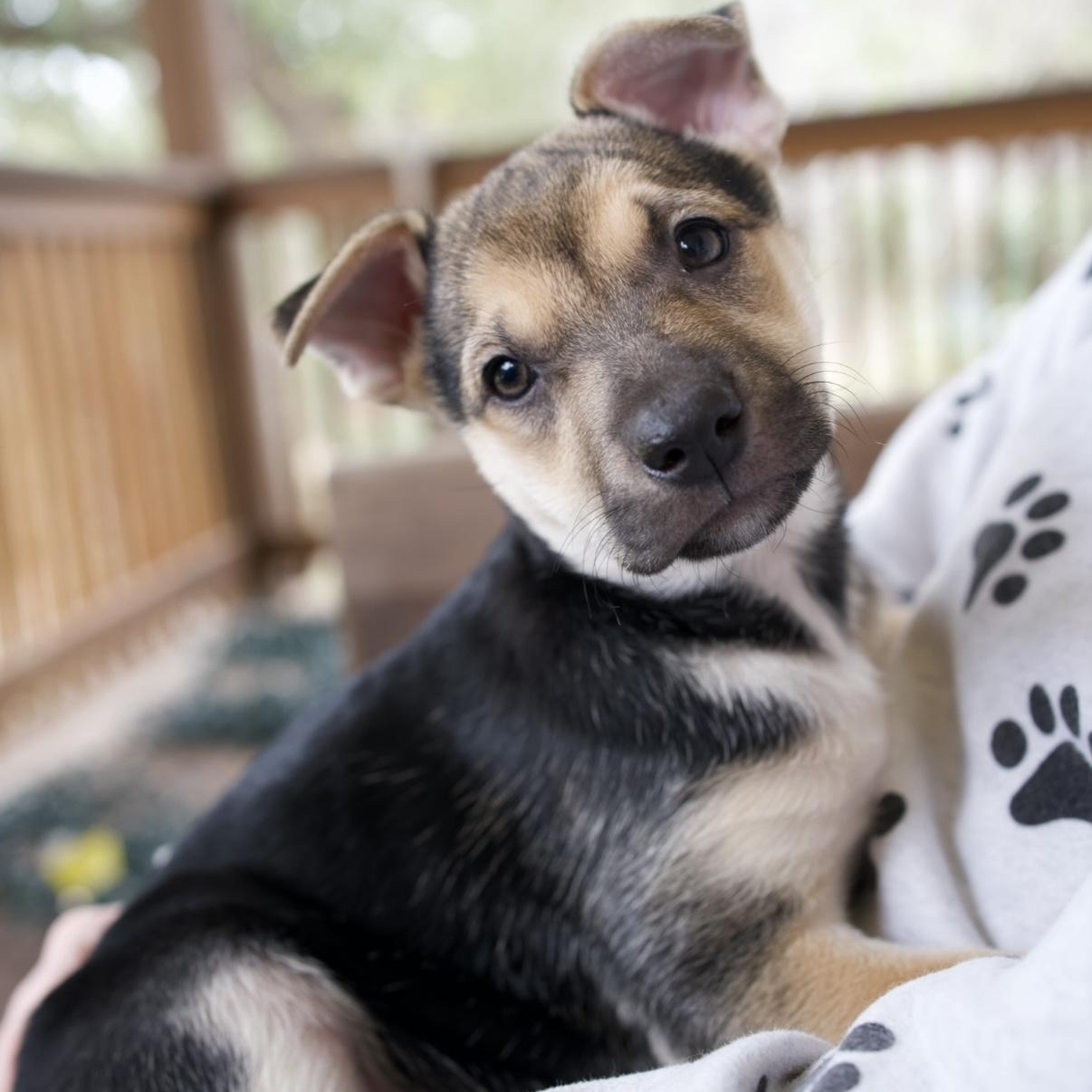 Enlarge Ember, a Adoptable mixed breed in New Braunfels, TX image 3/6