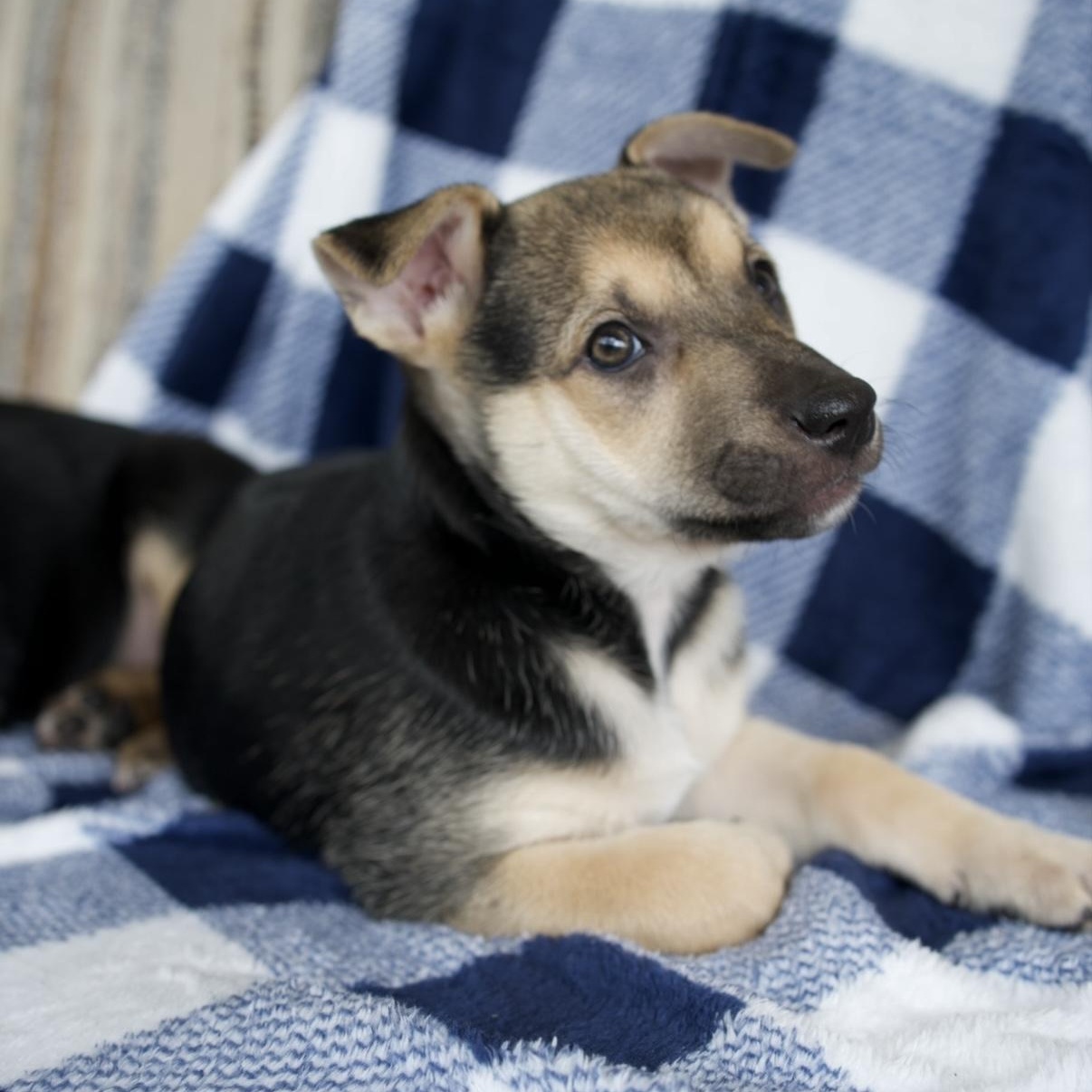 Enlarge Ember, a Adoptable mixed breed in New Braunfels, TX image 2/6