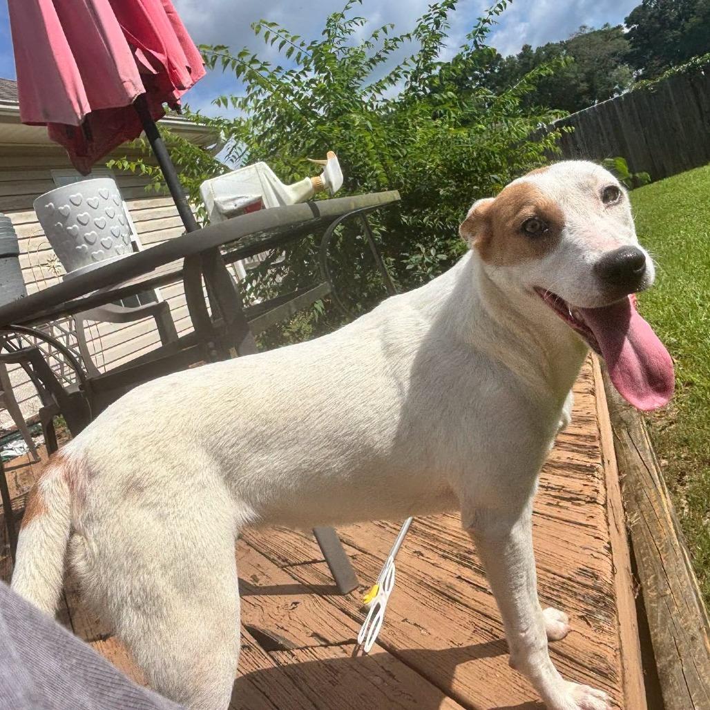 Evangeline, Adoptable, Young Female Anatolian Shepherd & Mixed Breed.